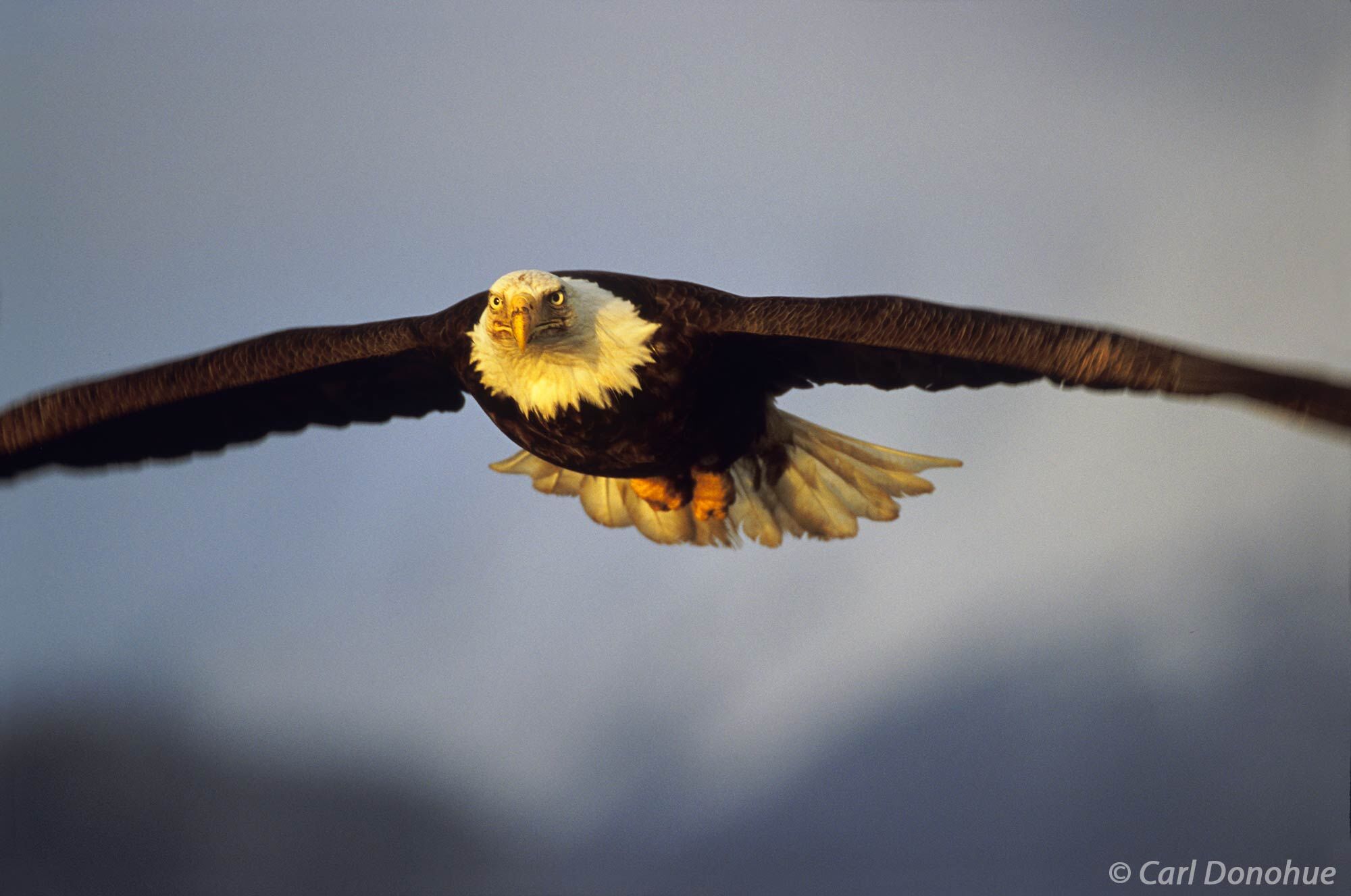 Adult Bald Eagle in flight, coming head on, Homer, Alaska. Haliaeetus leucocephalus.