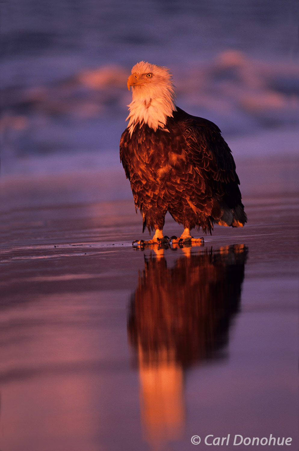 An adult bald eagle standing on the beach in evening light, near sunset, Homer, Alaska. Haliaeetus leucocephalus.