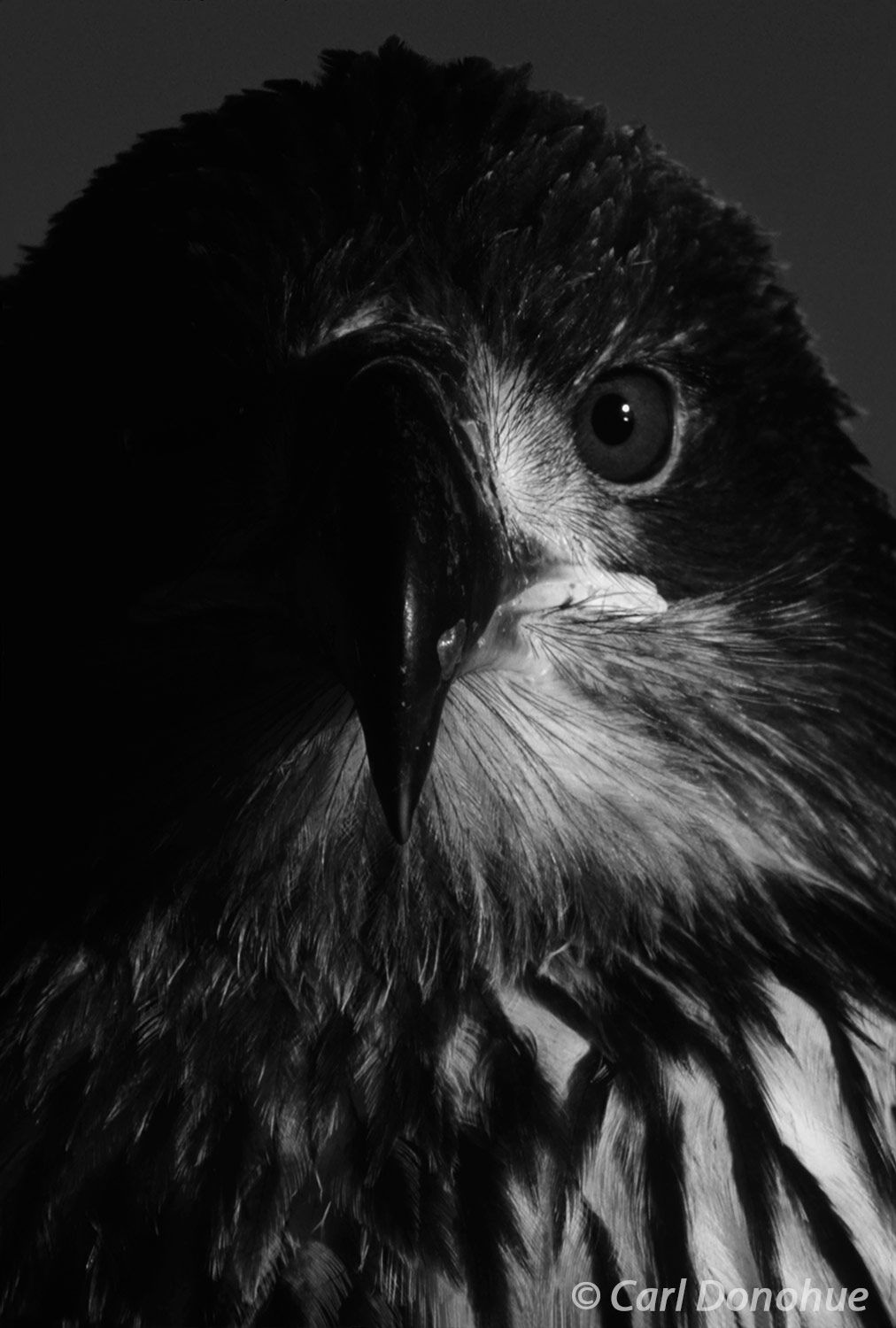 Juvenile bald eagle portrait, black and white photo, Homer, Alaska.  The bald eagle is an iconic species in Alaska, known for...