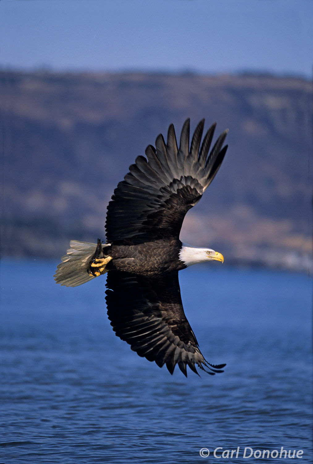 A vertical photo of an adult bald eagle, with a fish in his talons, near Homer, Alaska. Haliaeetus leucocephalus.