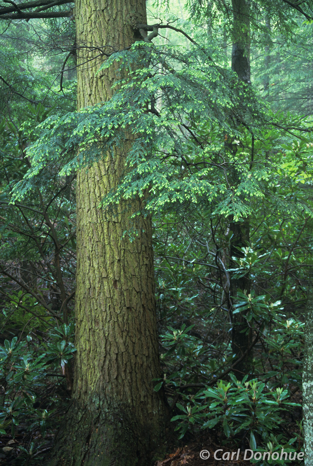 Eastern hemlock tree, a conifer, Nantahala forest, on Blood mountain, along the Appalachian Trail, North Georgia.