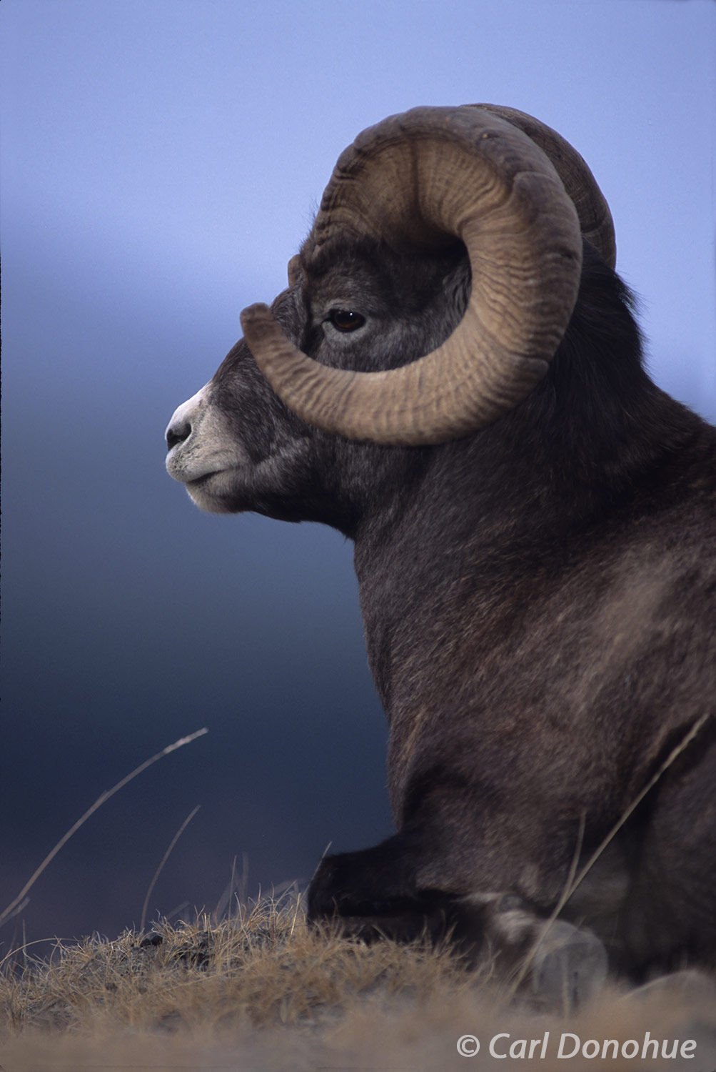 Trophy Bighorn Sheep ram, with a full curl set of horns, resting on a ridge in the Canadian Rockies, Jasper National Park, Canada...
