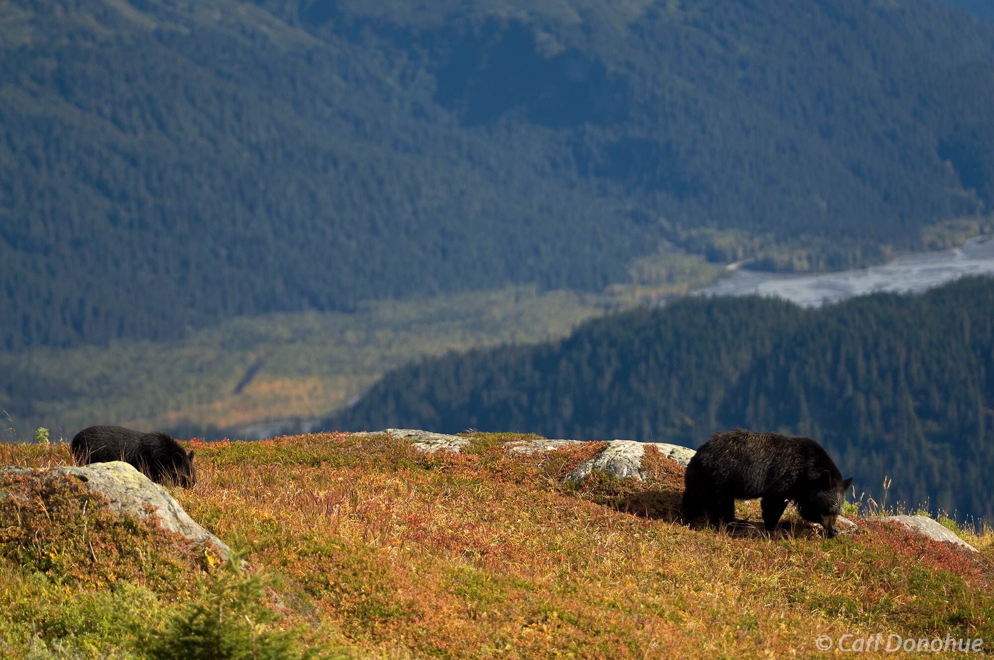 Black bear mother and cub foraging for berries on a ridge above Exit Glacier, Kenai Peninsula, Alaska. Ursus americanus.