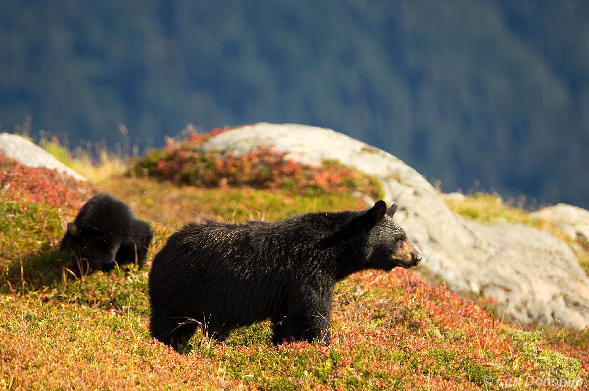 Black bear mother and cub foraging for berries on a ridge near Exit Glacier, Kenai Peninsula, Alaska. Ursus americanus.