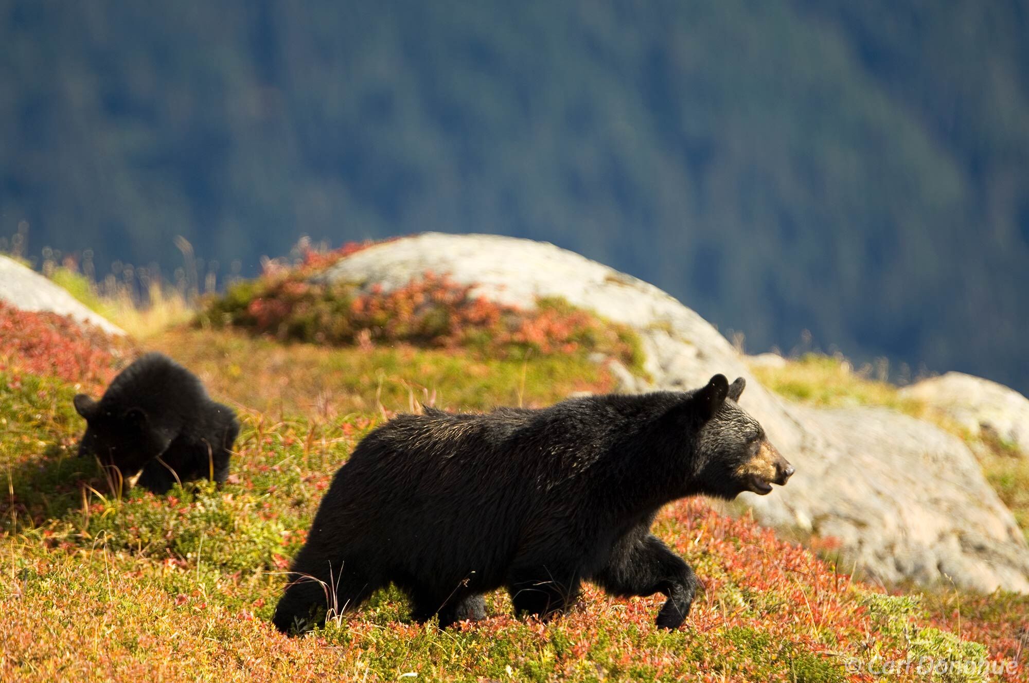 Black bear mother and cub foraging for berries on a ridge high above Exit Glacier, on the Kenai Peninsula, Alaska. Ursus americanus...