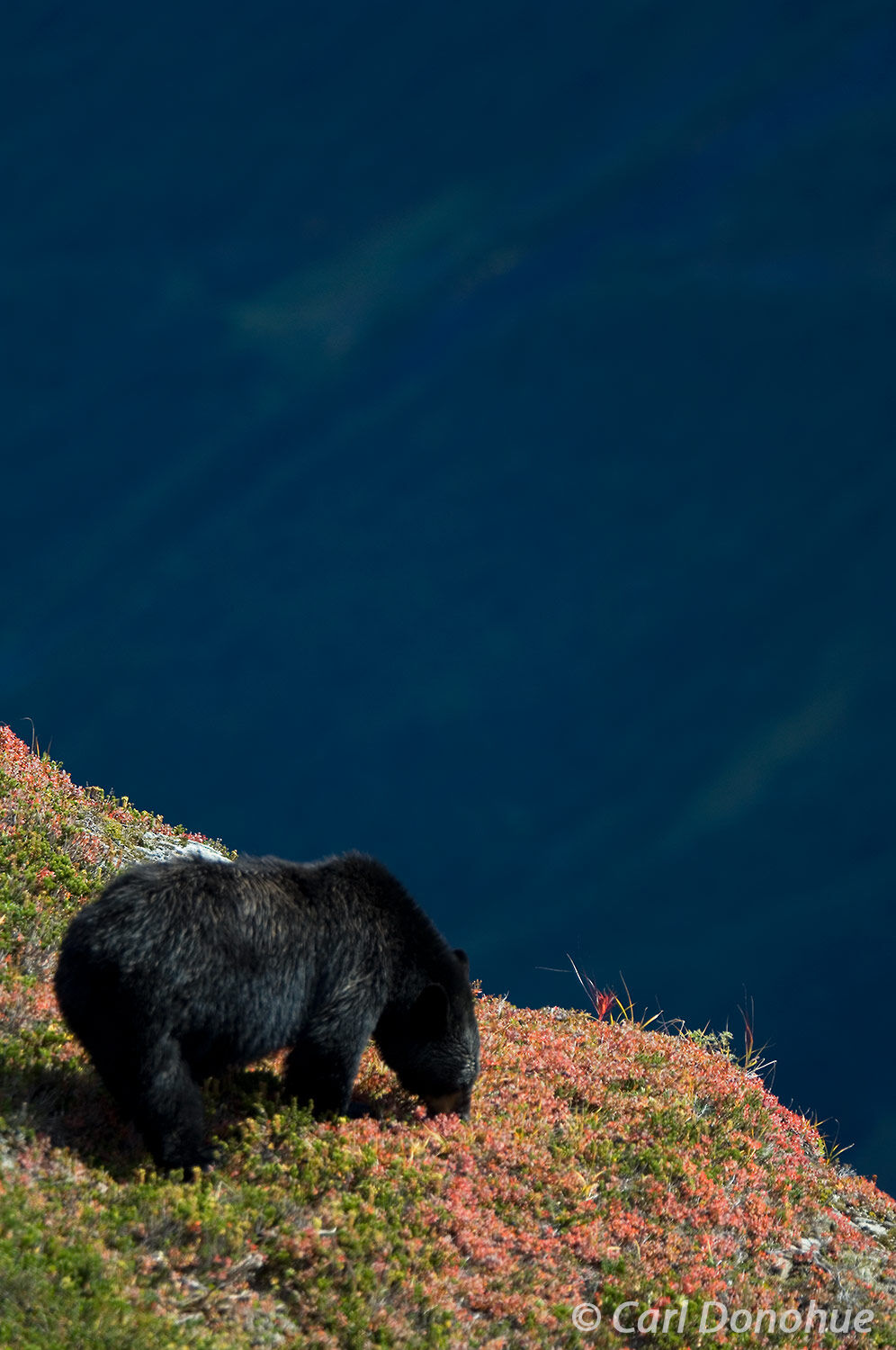 Black bear mother foraging for berries on a ridge near Exit Glacier, Kenai Peninsula, Alaska. Ursus americanus.