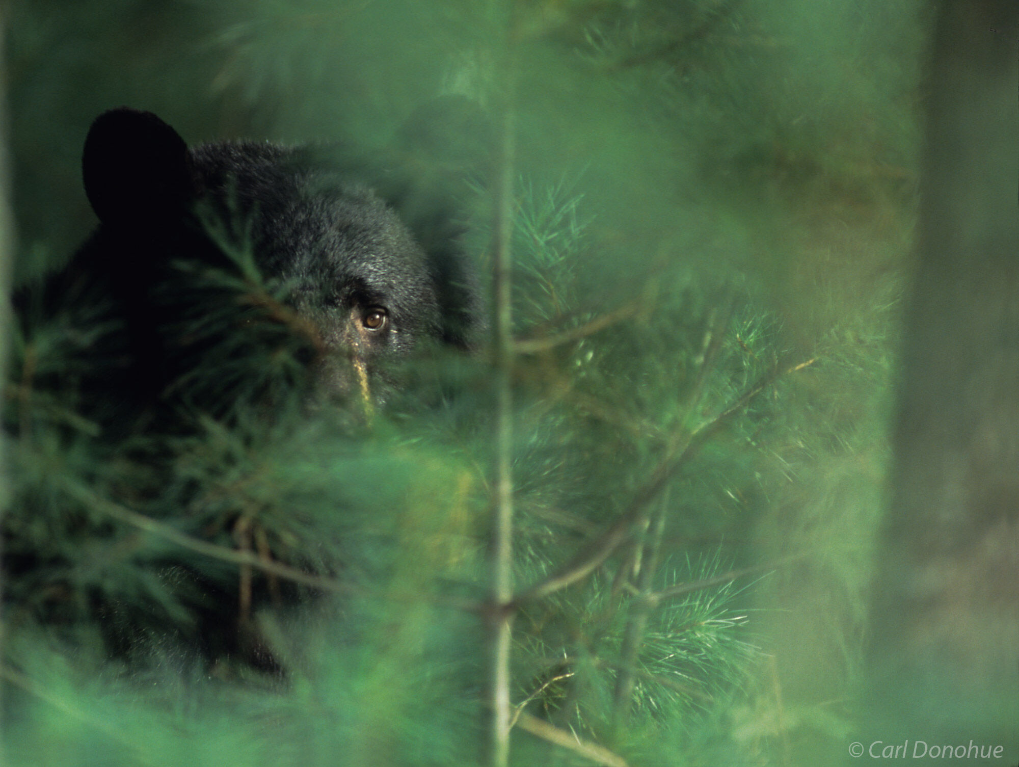 Black bear peering through the forest, Cades Cove, Great Smoky Mountains National Park, Tennessee. Ursus americanus.