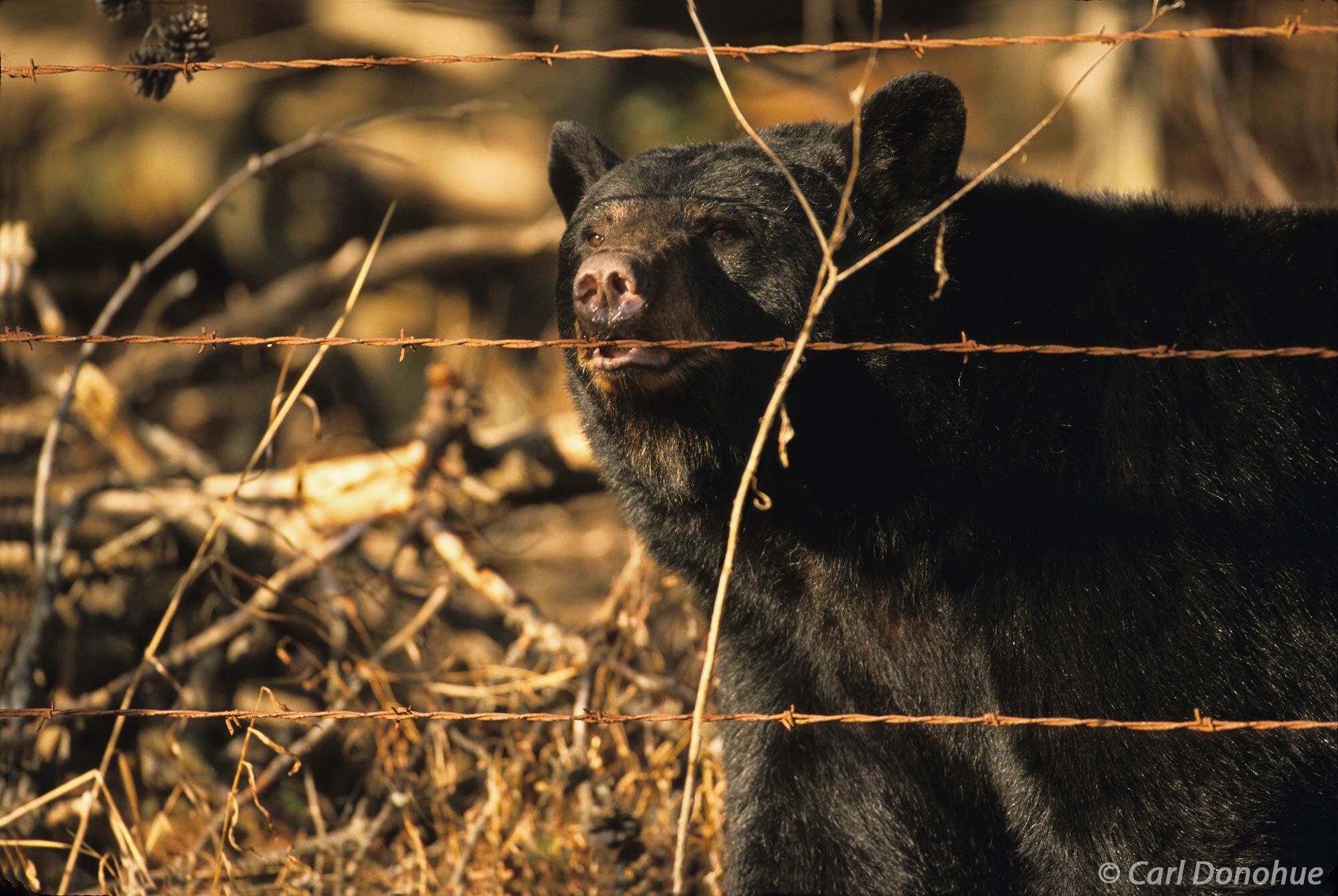Black bear biting a wire fence in its teeth. Black bear gripping a fence, peering through the wires in Cades Cove, Great Smoky...