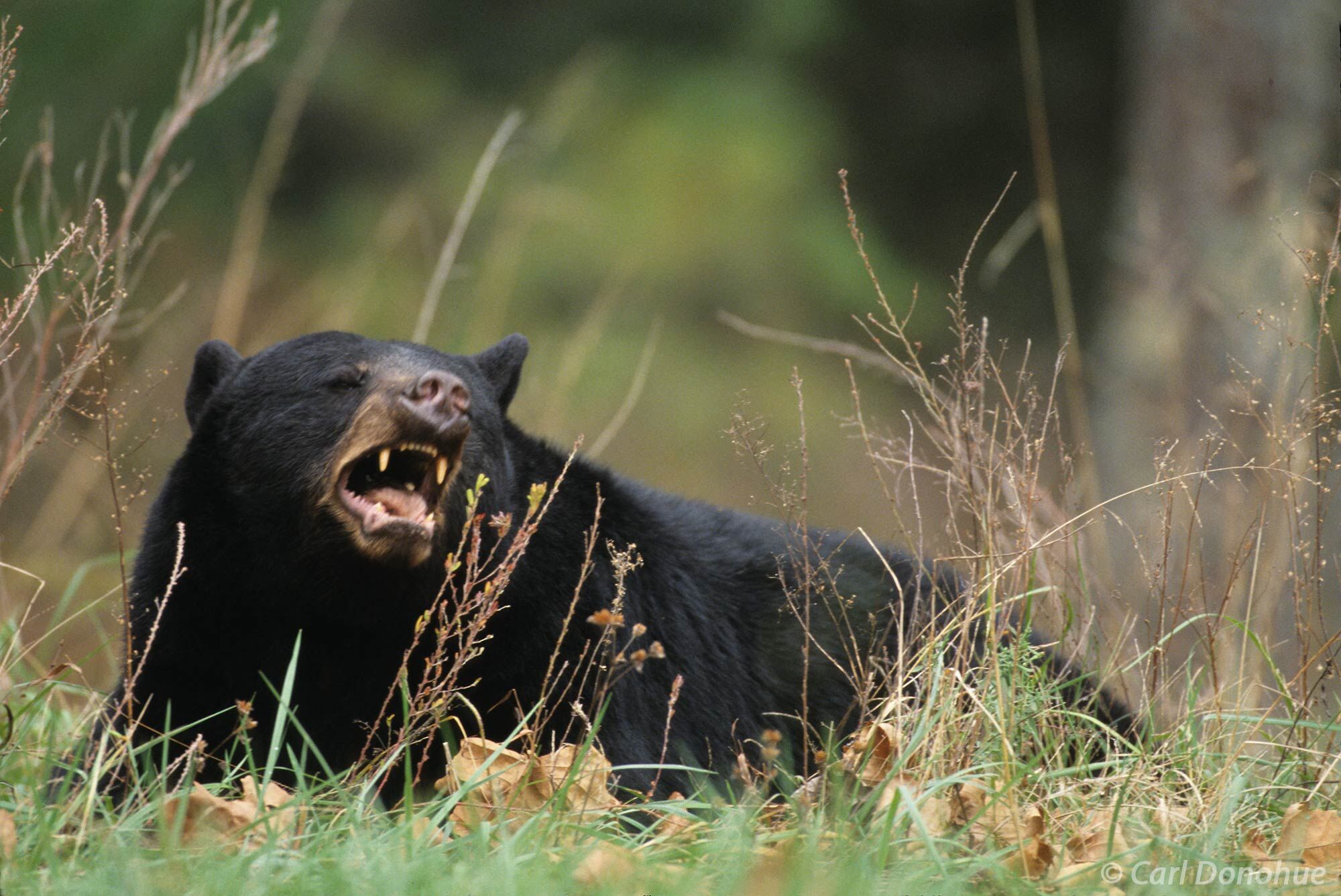Black bear eating walnuts, Cades Cove, Great Smoky Mountains National Prk, Tennessee. Ursus americanus.