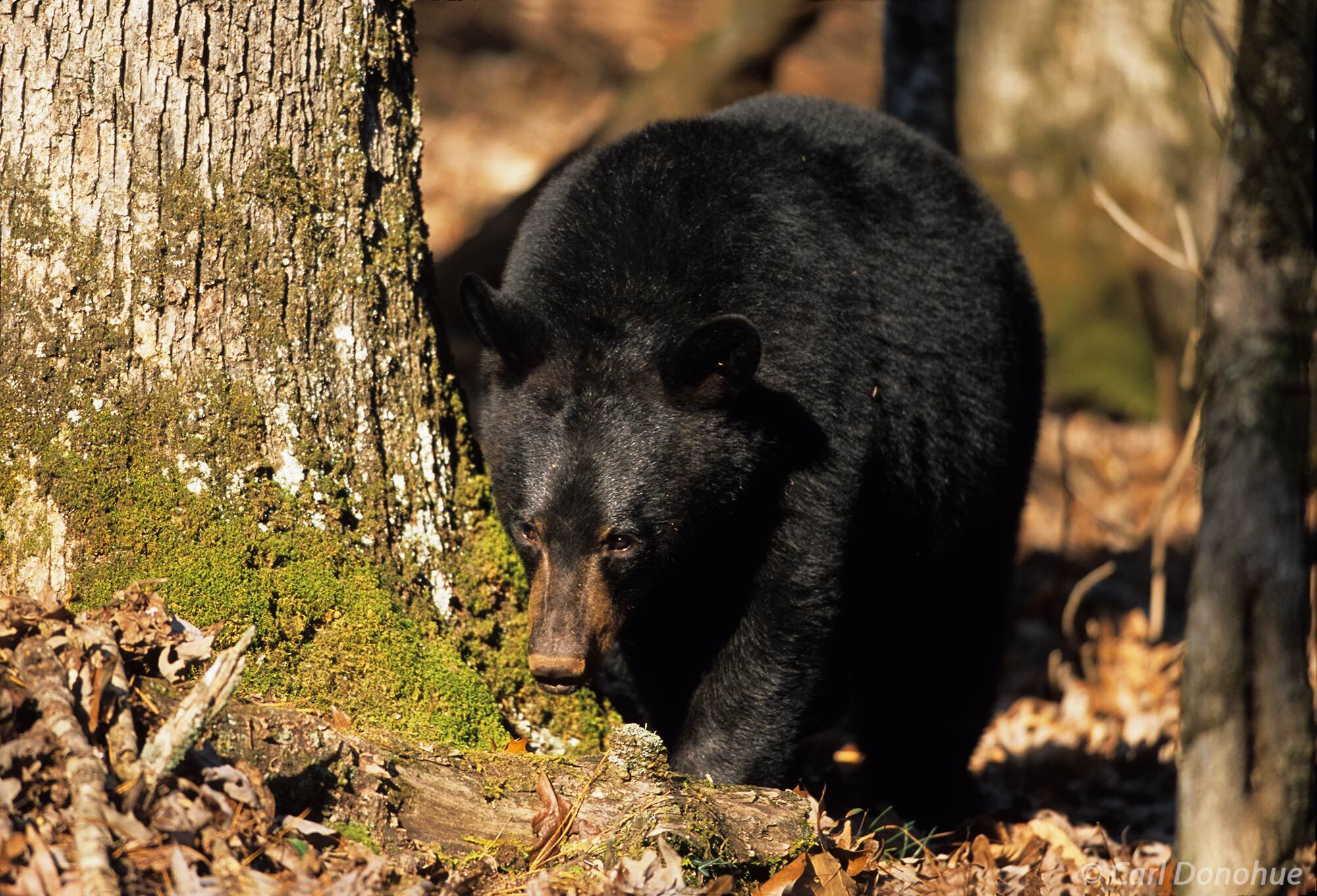 A young black bear cub walks through the forest near Cades Cove, Great Smoky Mountains, Tennessee.