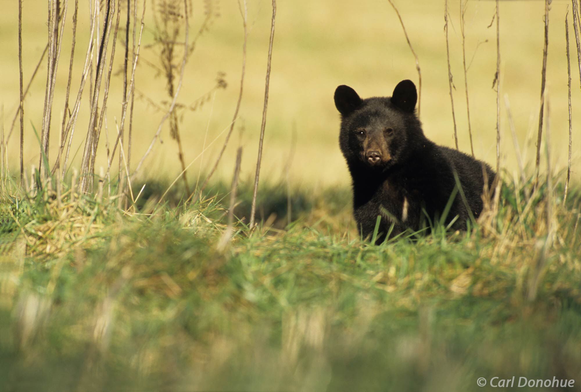 Black bear cub in a field in Cades Cove, Great Smoky Mountains, Tennessee.