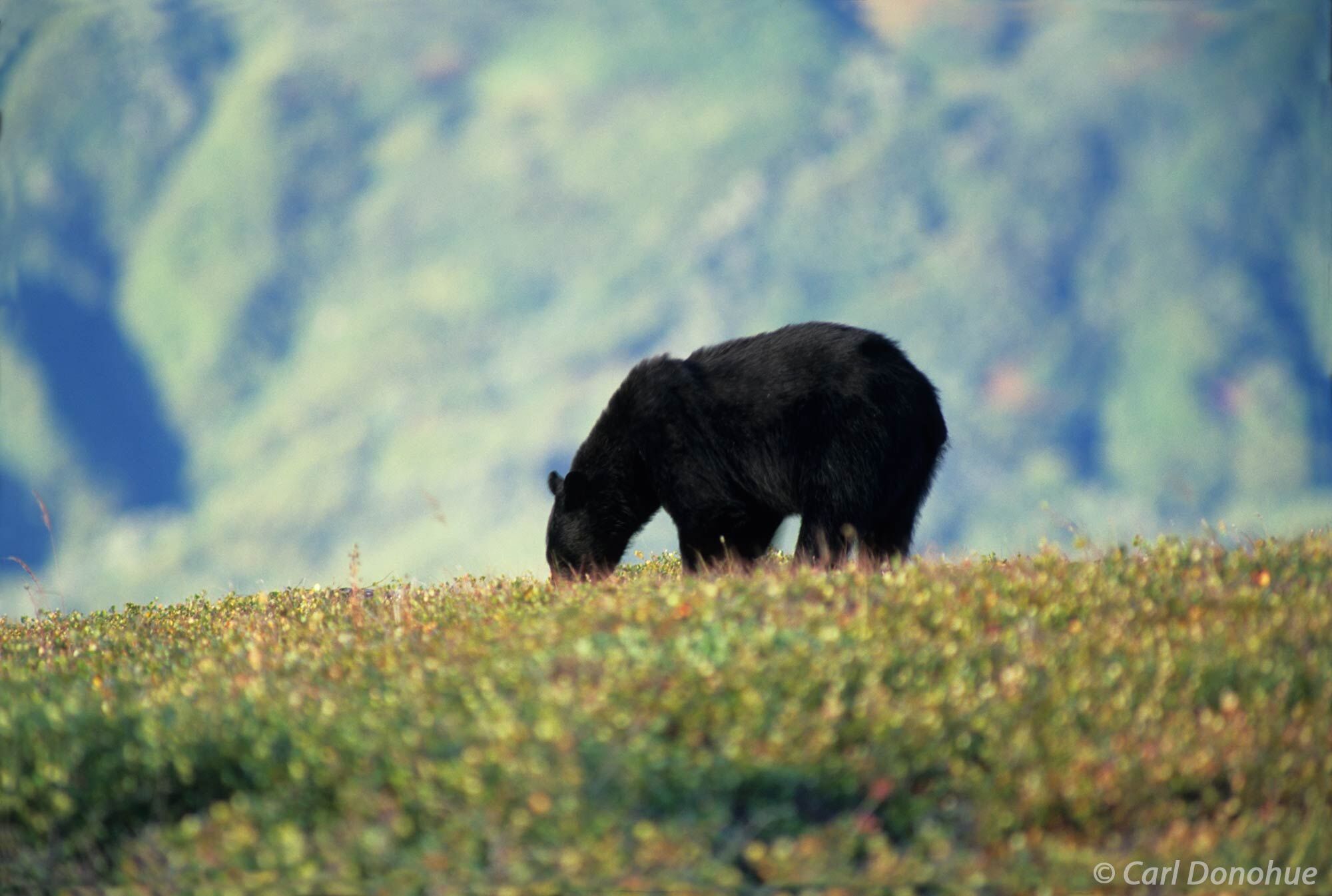 Black bear feeding on the berries, alpine country, Chugach mountains, Wrangell-St Elias National Park, Alaska.