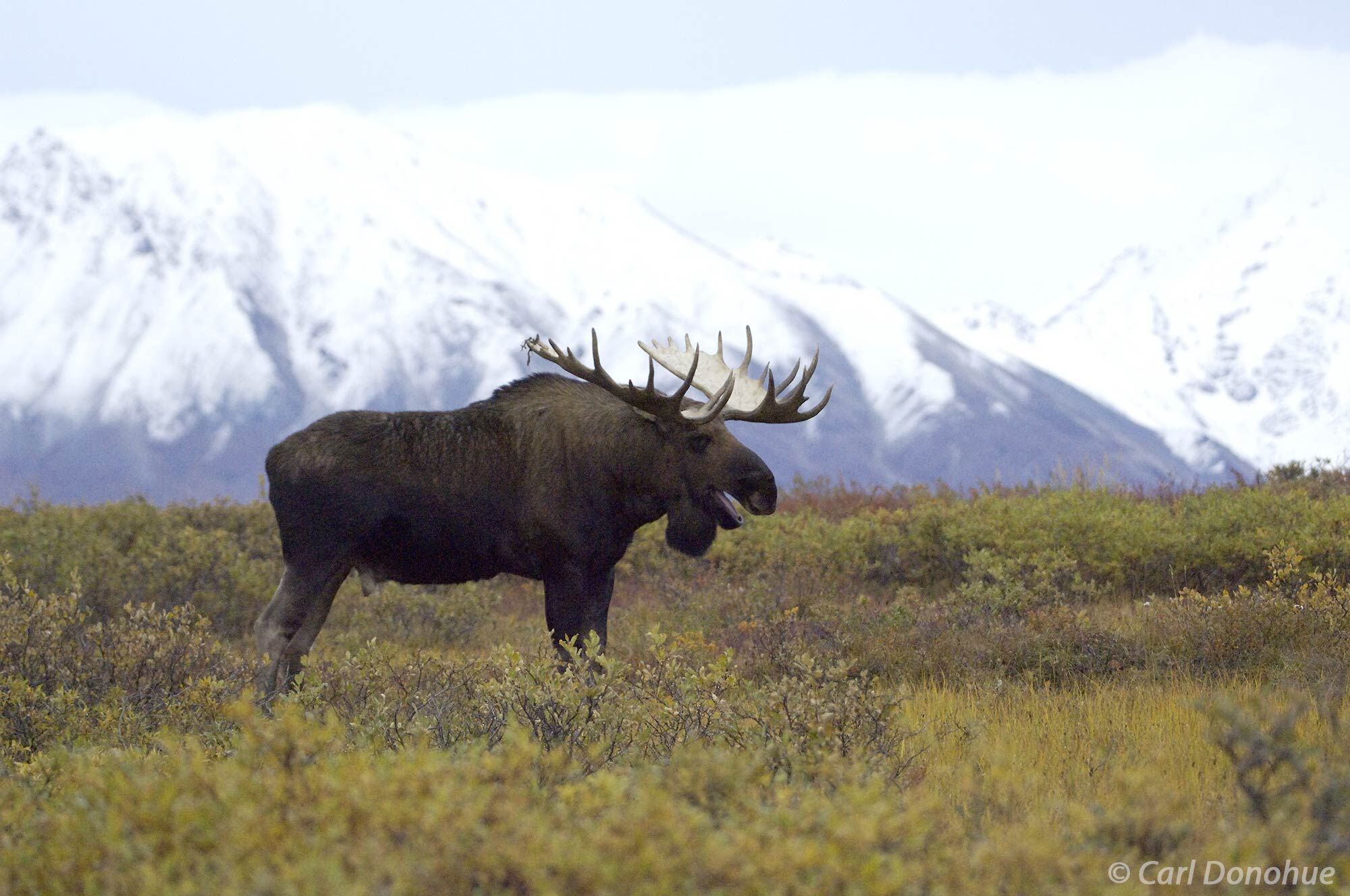 Bull moose is standing on the tundra during fall. This is the time of year bull moose are shedding velvet off their antlers for...