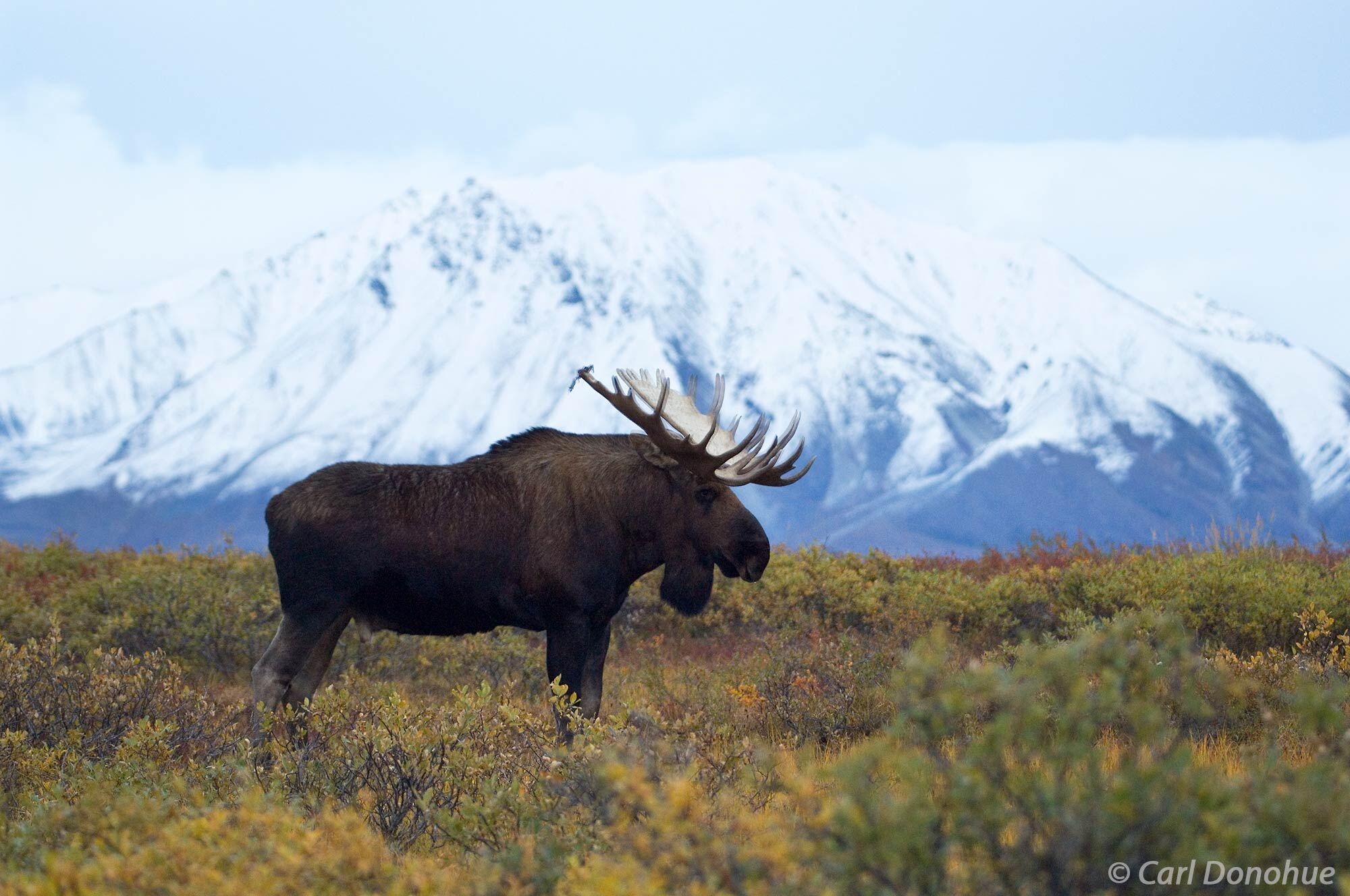 A magnificent bull moose, or male moose, is standing on the tundra during fall. This is the time of year bull moose are shedding...
