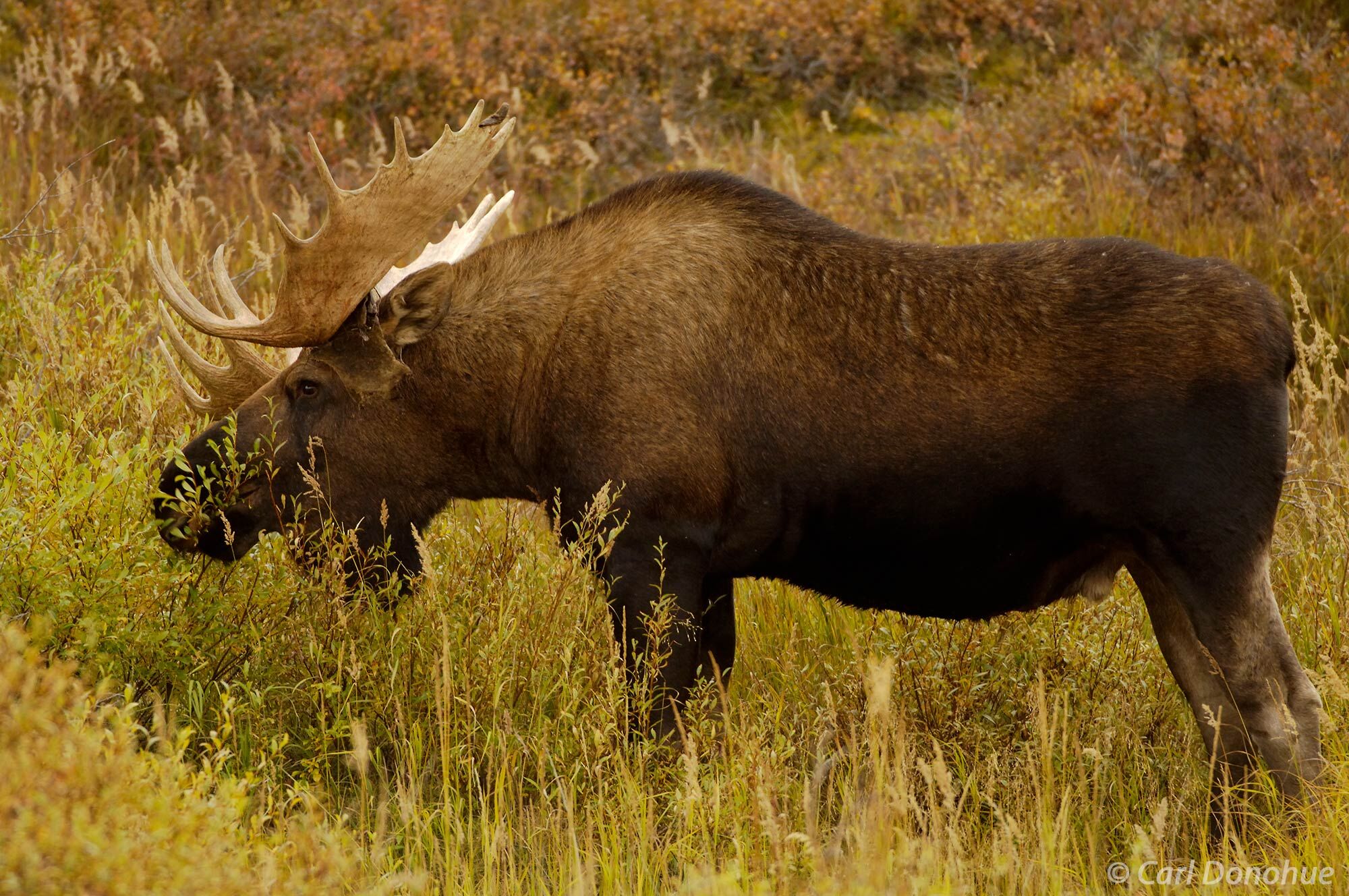 Bull moose is standing on the tundra, shedding velvet off his antlers for the fall rut, fall colors, Denali National Park and...