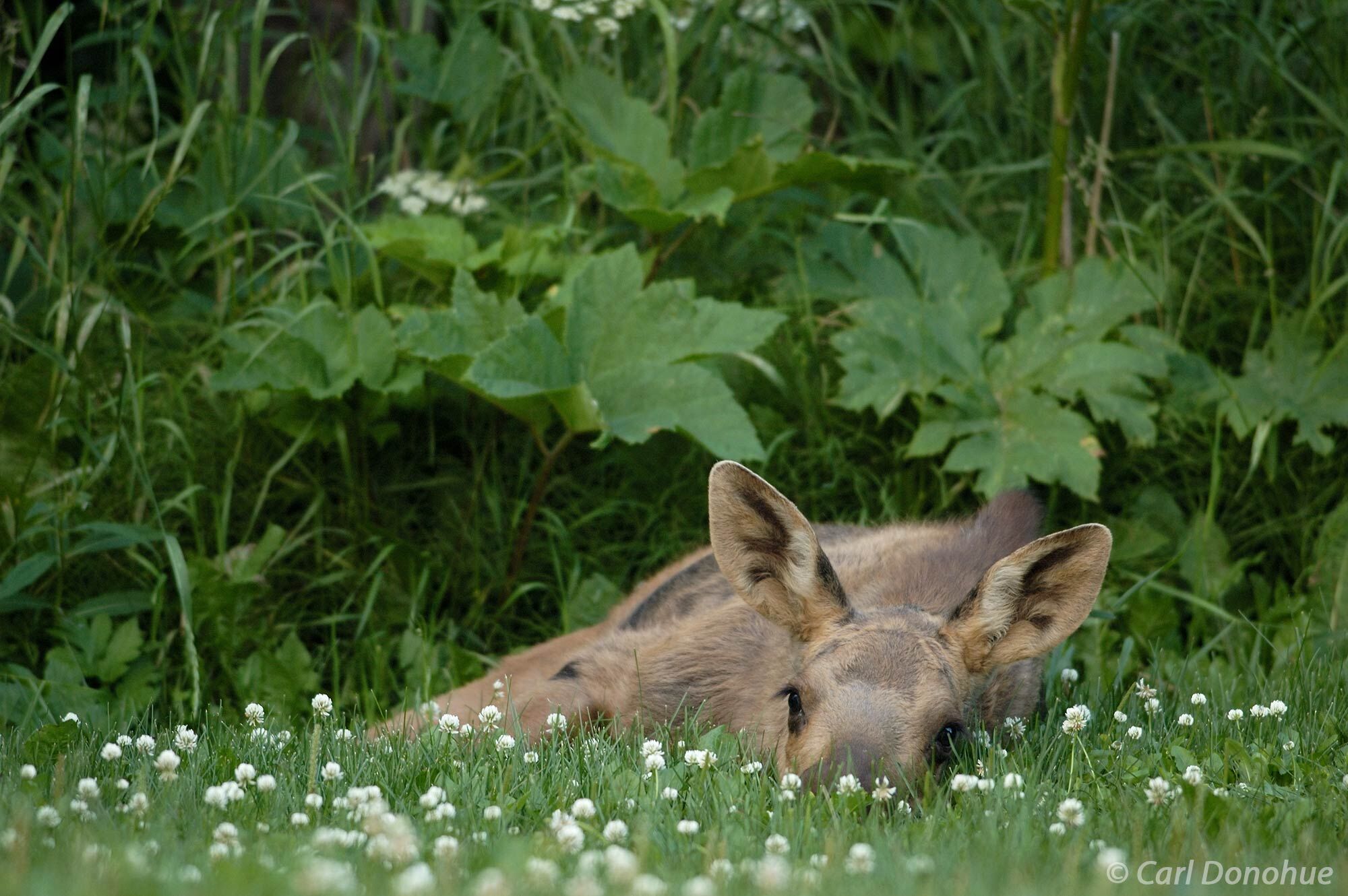 A moose calf lying in the grass near the forest edge in the city of Anchorage, Alaska. The moose calf is a reminder of the unspoiled...