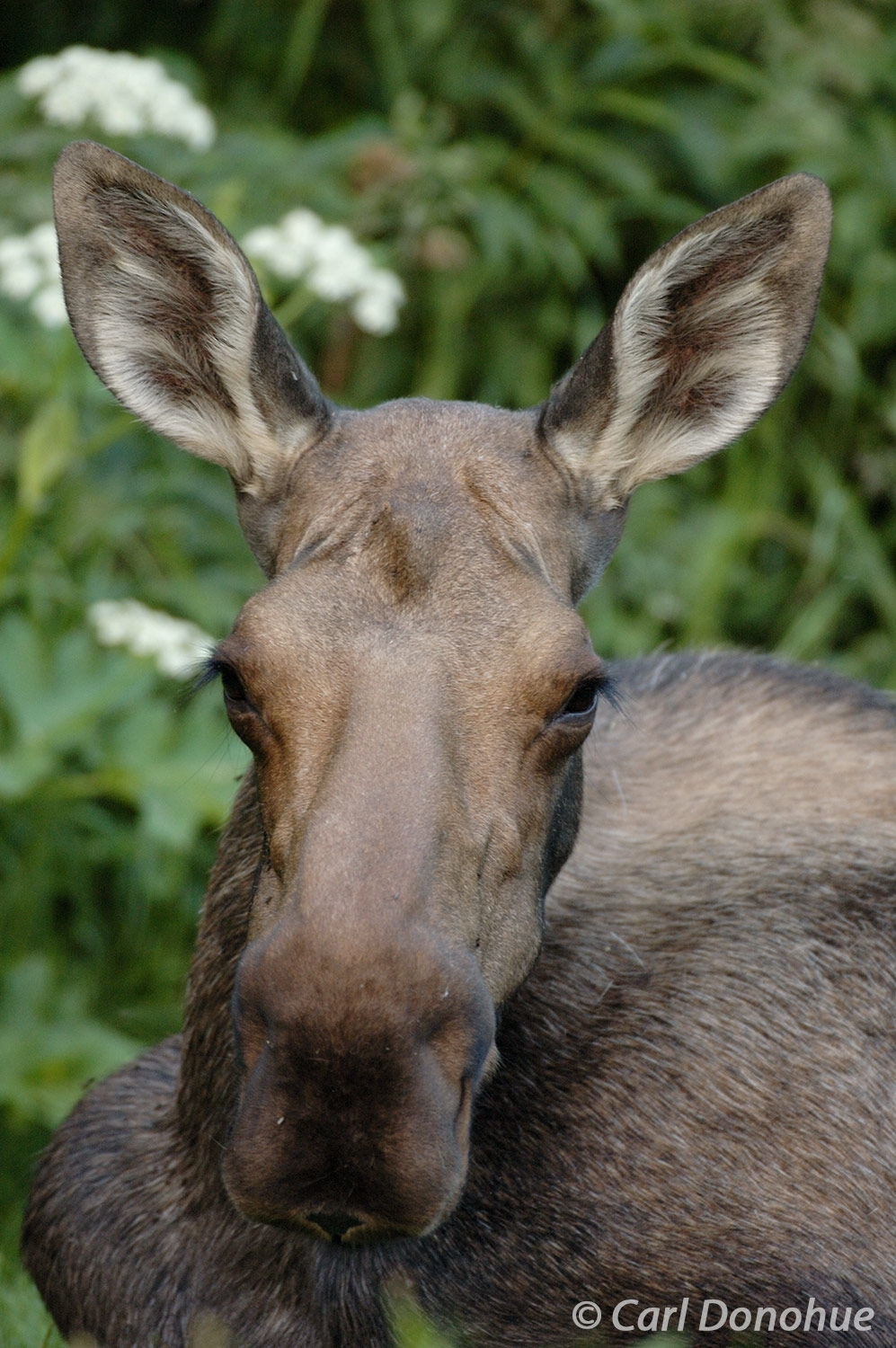 A cow or female moose resting near the edge of the forest in Anchorage, Alaska. Alces alces.
