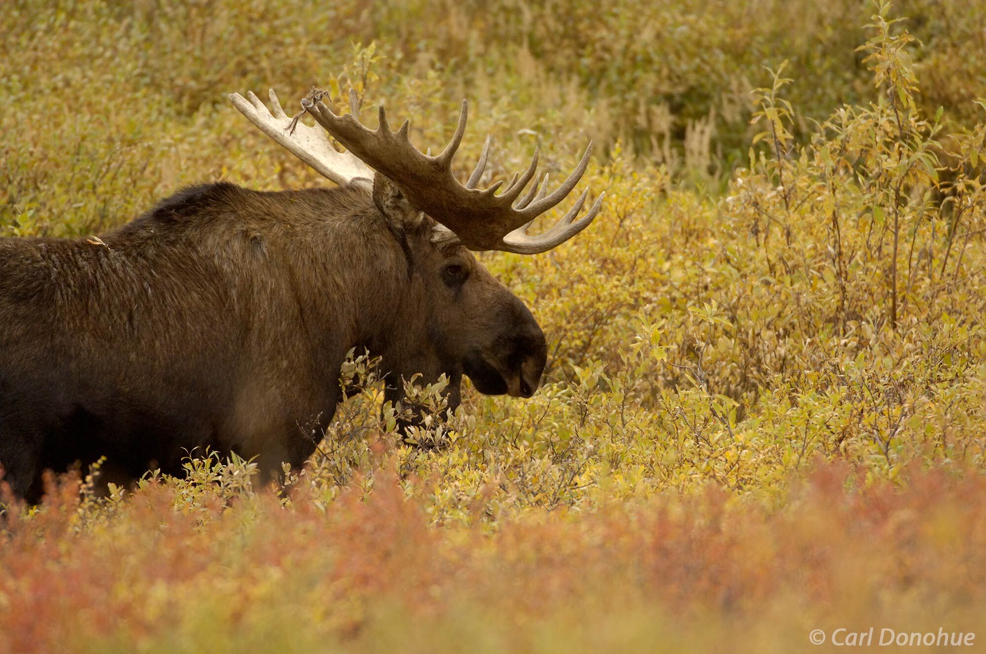 Fall has arrived in Denali National Park, and with it comes the majestic presence of the bull moose. Bull moose is standing on...