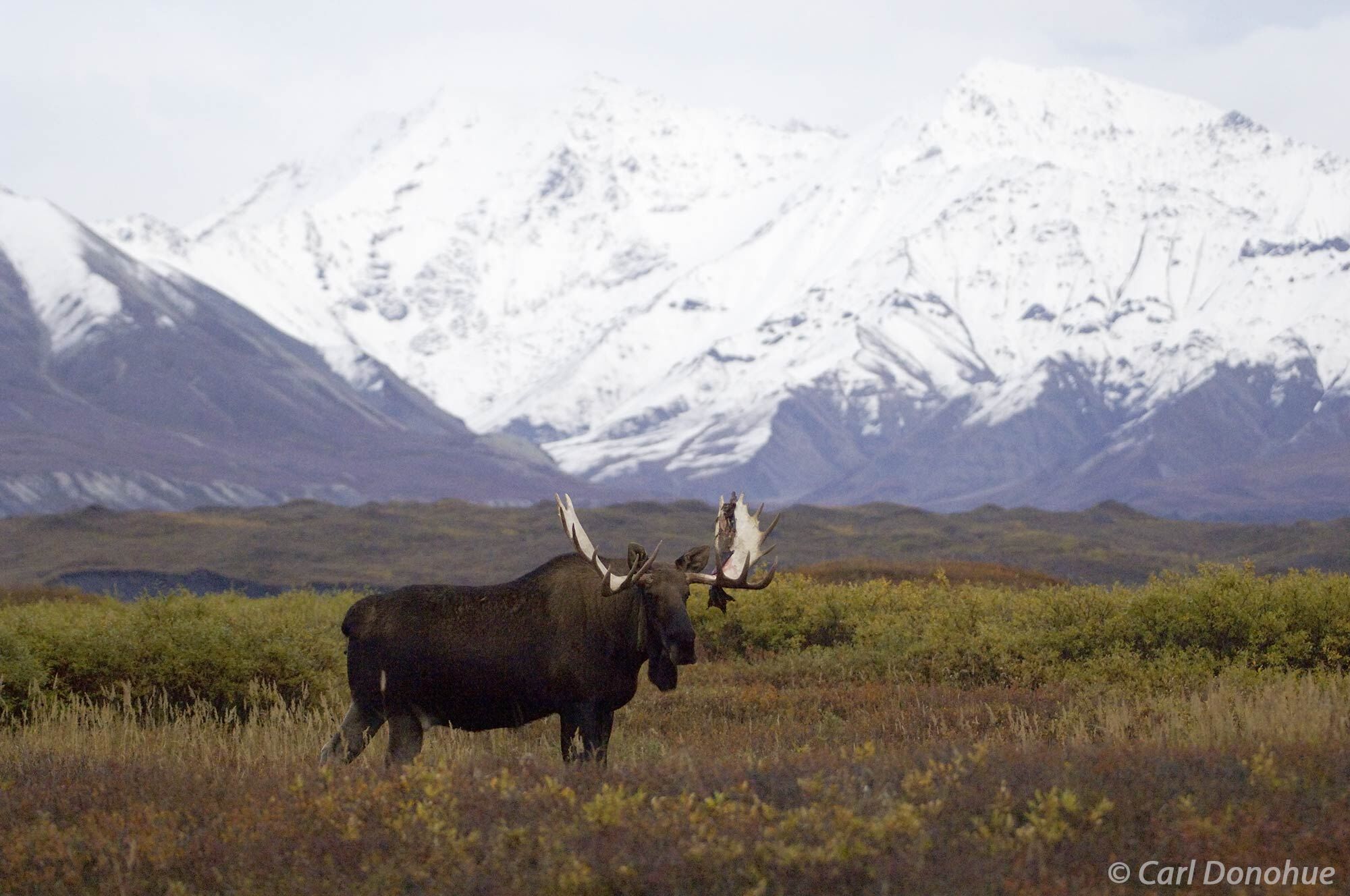 The bull moose is a true master of its domain, as seen in this fall photo from Denali National Park. The Alaska Range stand behind...