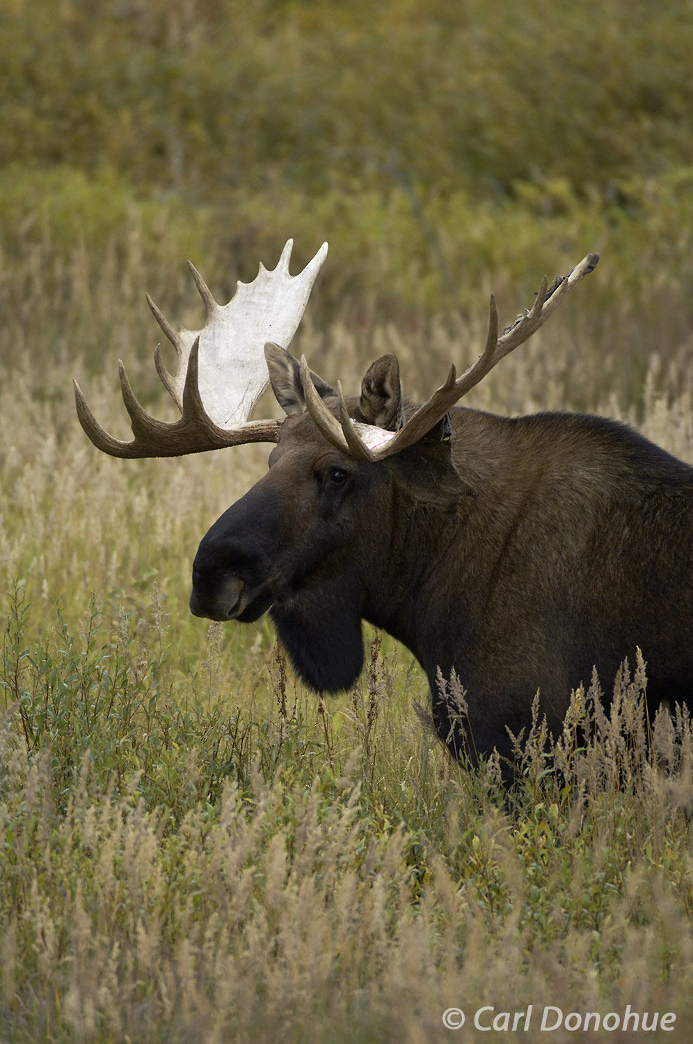 The bull moose stands strong in the face of the changing seasons, a powerful symbol of the wilds of Alaska. Denali National Park...