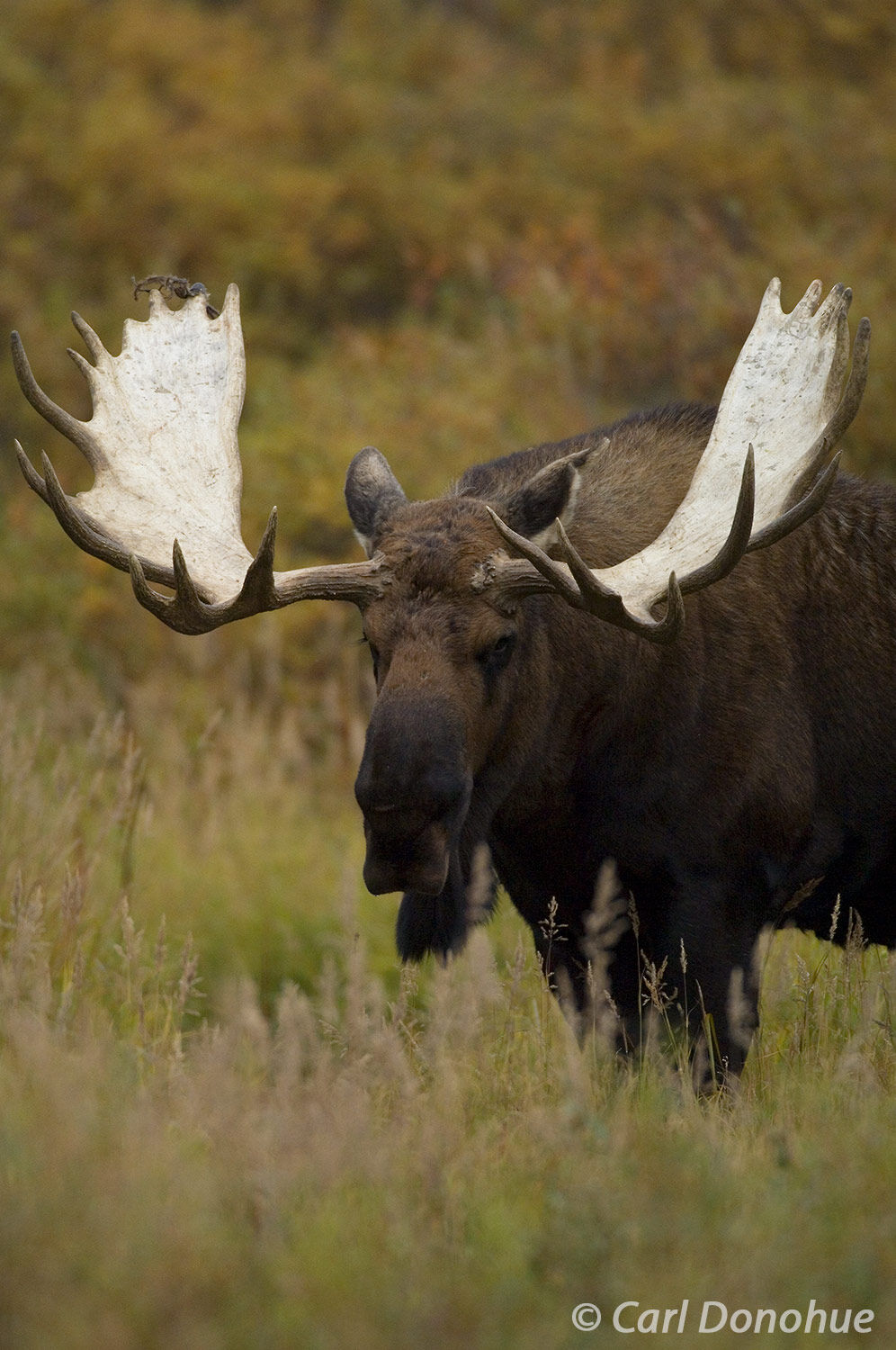 The flattened ears, laid back, are a sign of an unhappy bull moose. Body language is a critical communication component for mammals...
