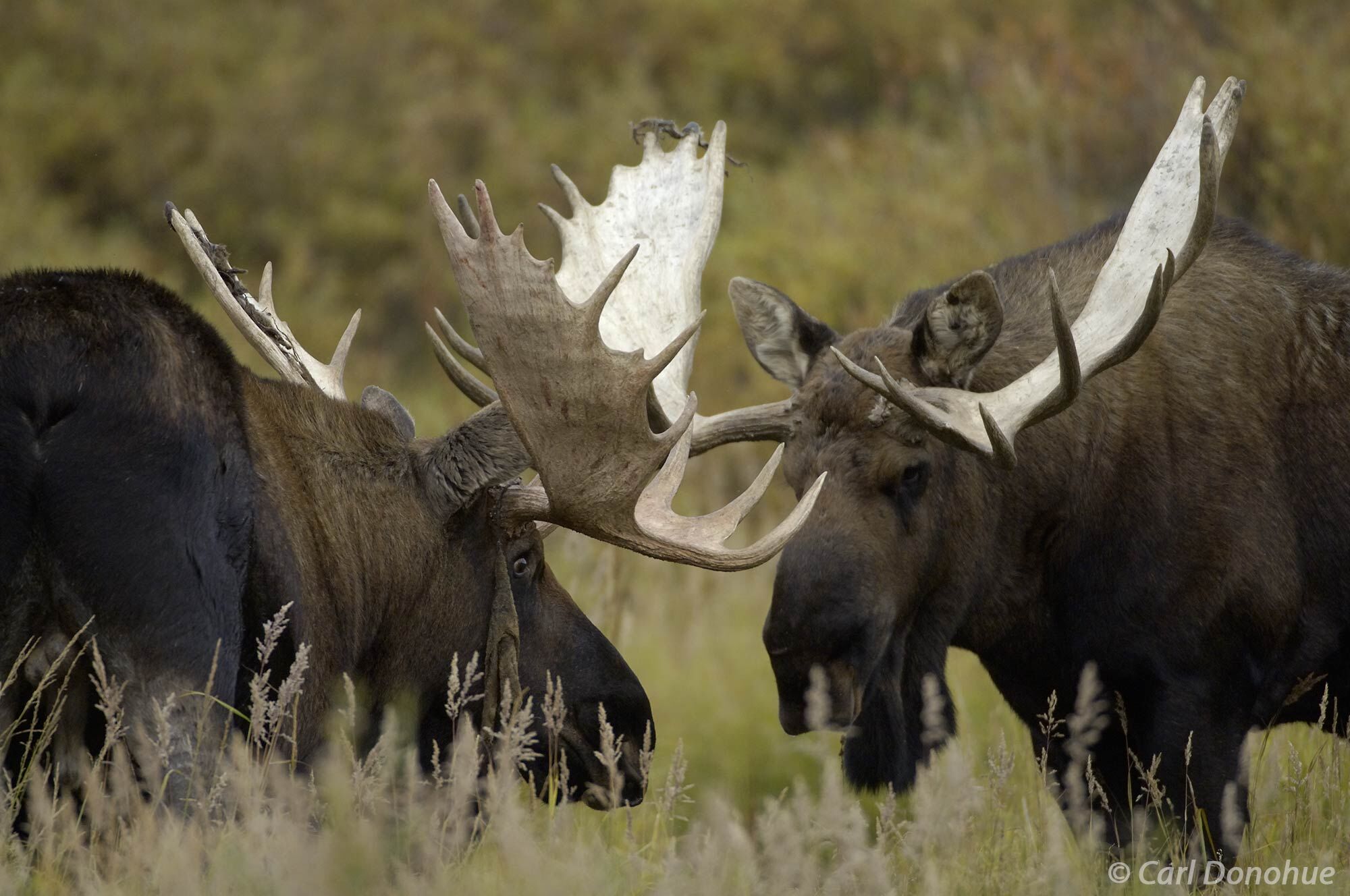 Two massive bull moose approach each other, testing for signs of weakness in Denali National Park and Preserve, Alaska. Alces...