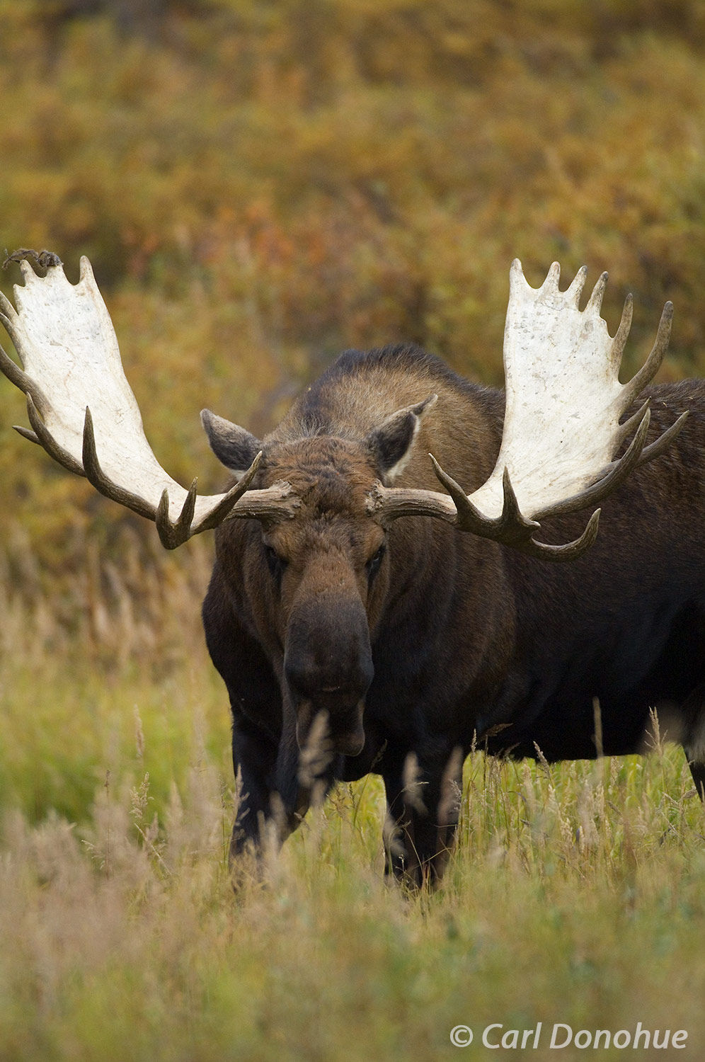 An angry moose stands ready to defend its territory in this photo from Denali National Park. Alces alces.
