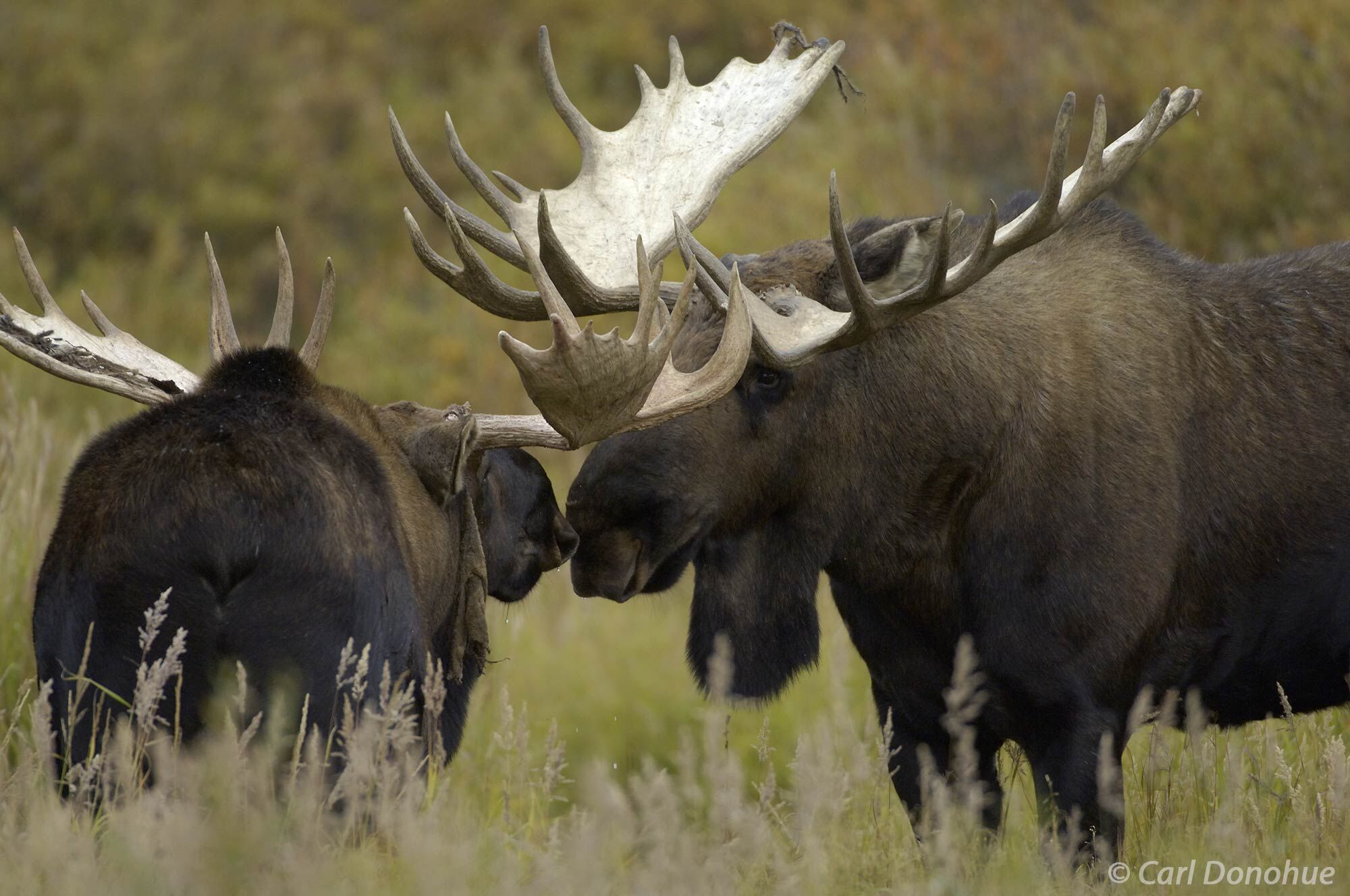 Two bull moose approach each other in the wilderness of Denali National Park. The two bulls are locked in a stare down, sizing...