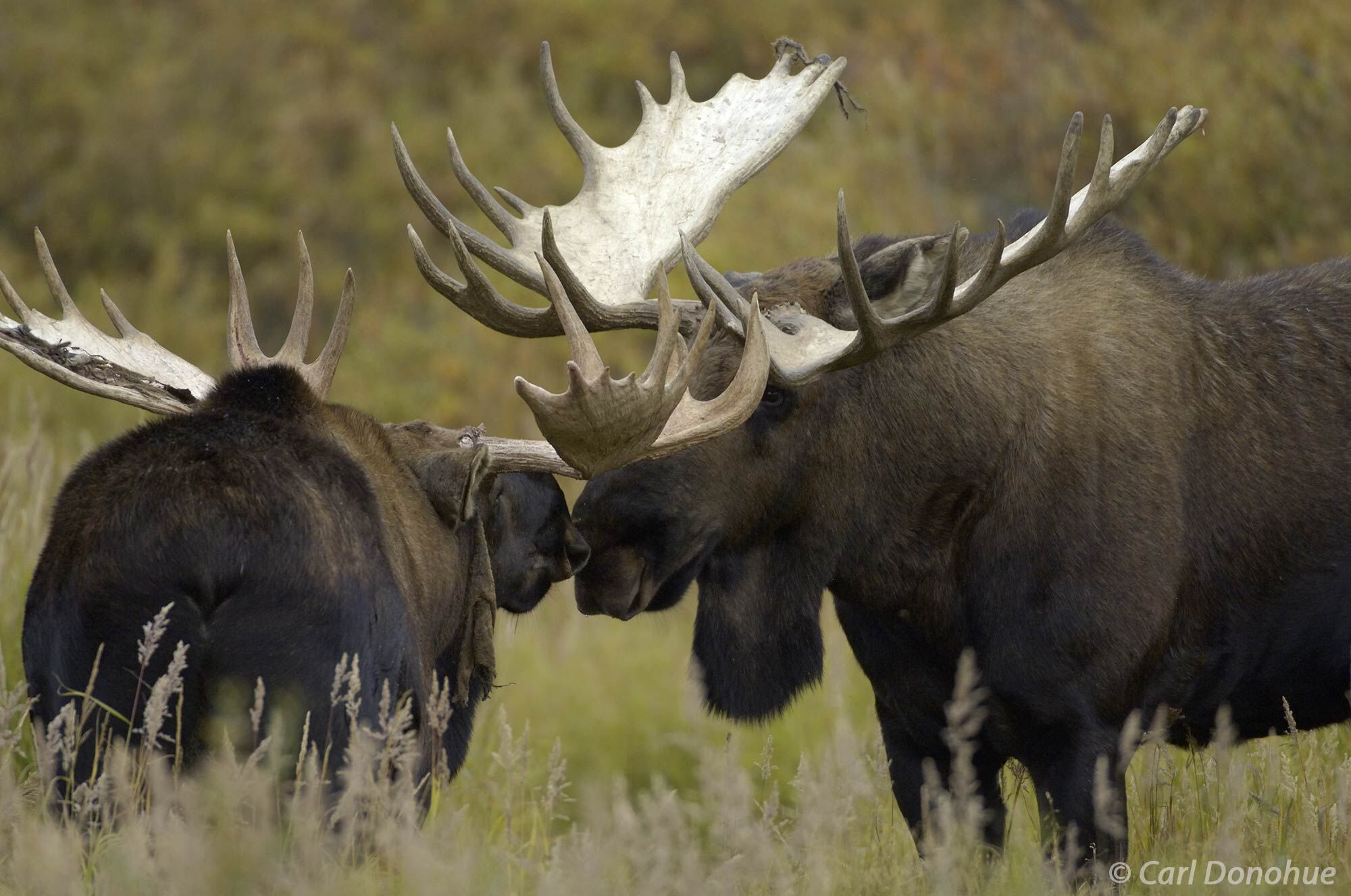 Two bull moose face each other in the wilderness of Denali National Park. The two bulls are locked in a stare down, sizing each...