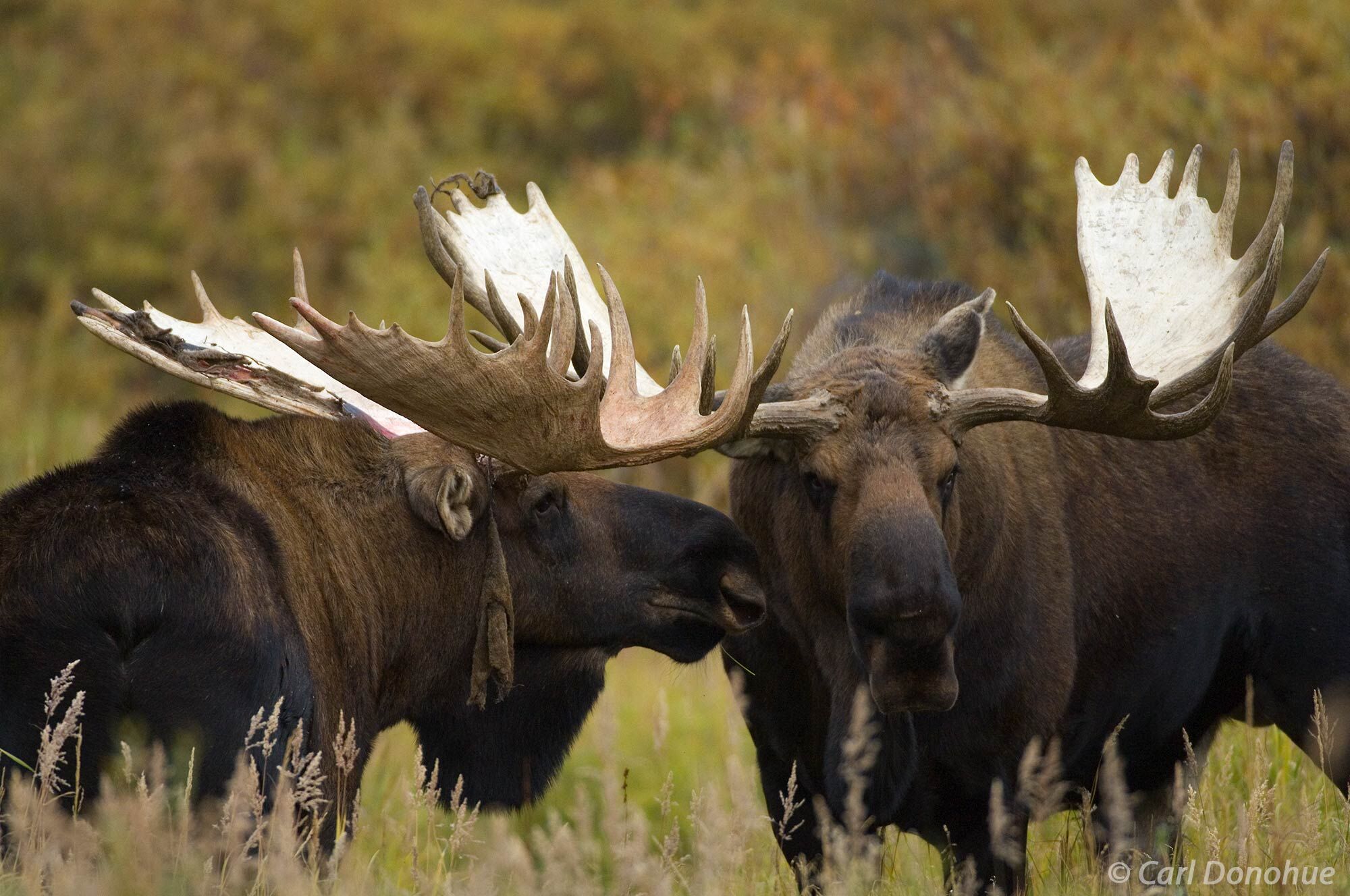 Two bull moose face each other in the wilderness of Denali National Park. The two bulls are locked in a stare down, sizing each...