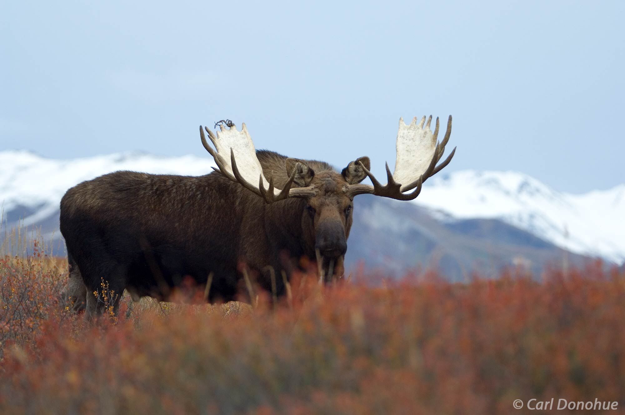 The bull moose is a true master of its domain, as seen in this fall photo from Denali National Park. The fall foliage provides...