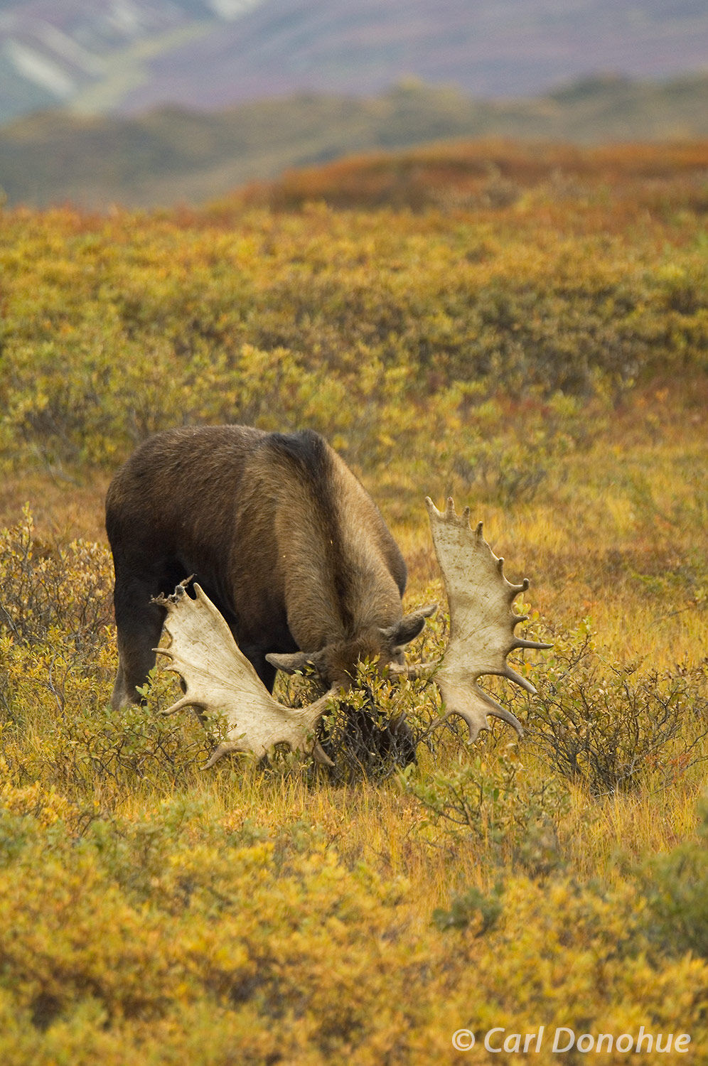 The moose's antlers are lowered, ready to be used as a weapon in this photo of an angry animal. The moose's body is tense, a...
