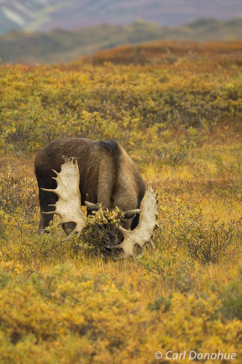 The moose's antlers are lowered, ready to be used as a weapon in this photo of an angry animal. The moose's body is tense, and...