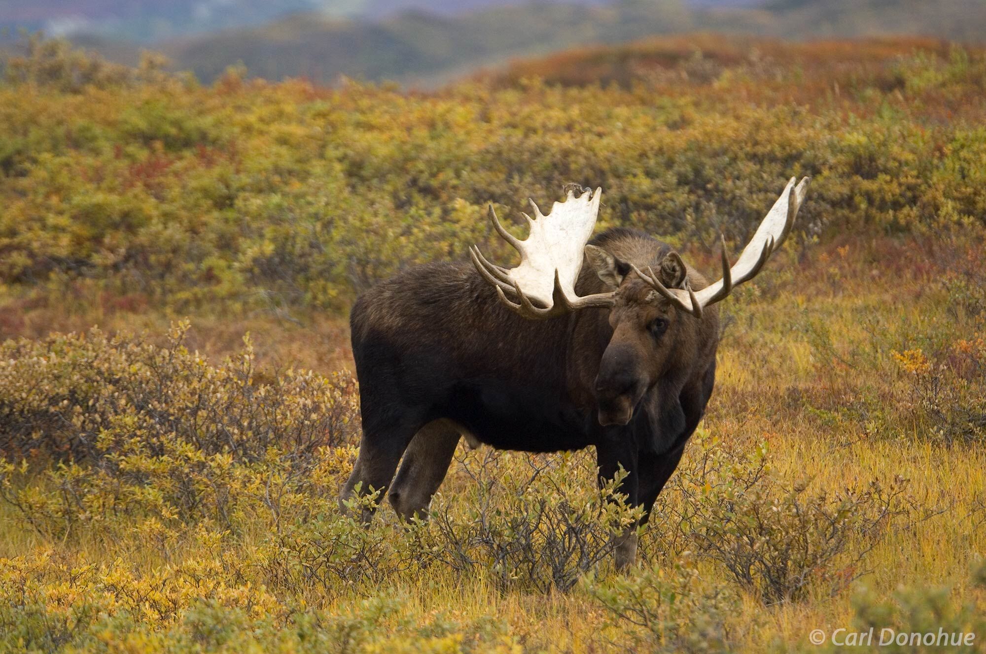 The bull moose is a true symbol of the untamed beauty of Alaska, as captured in this fall photo. The fall colors of Denali National...