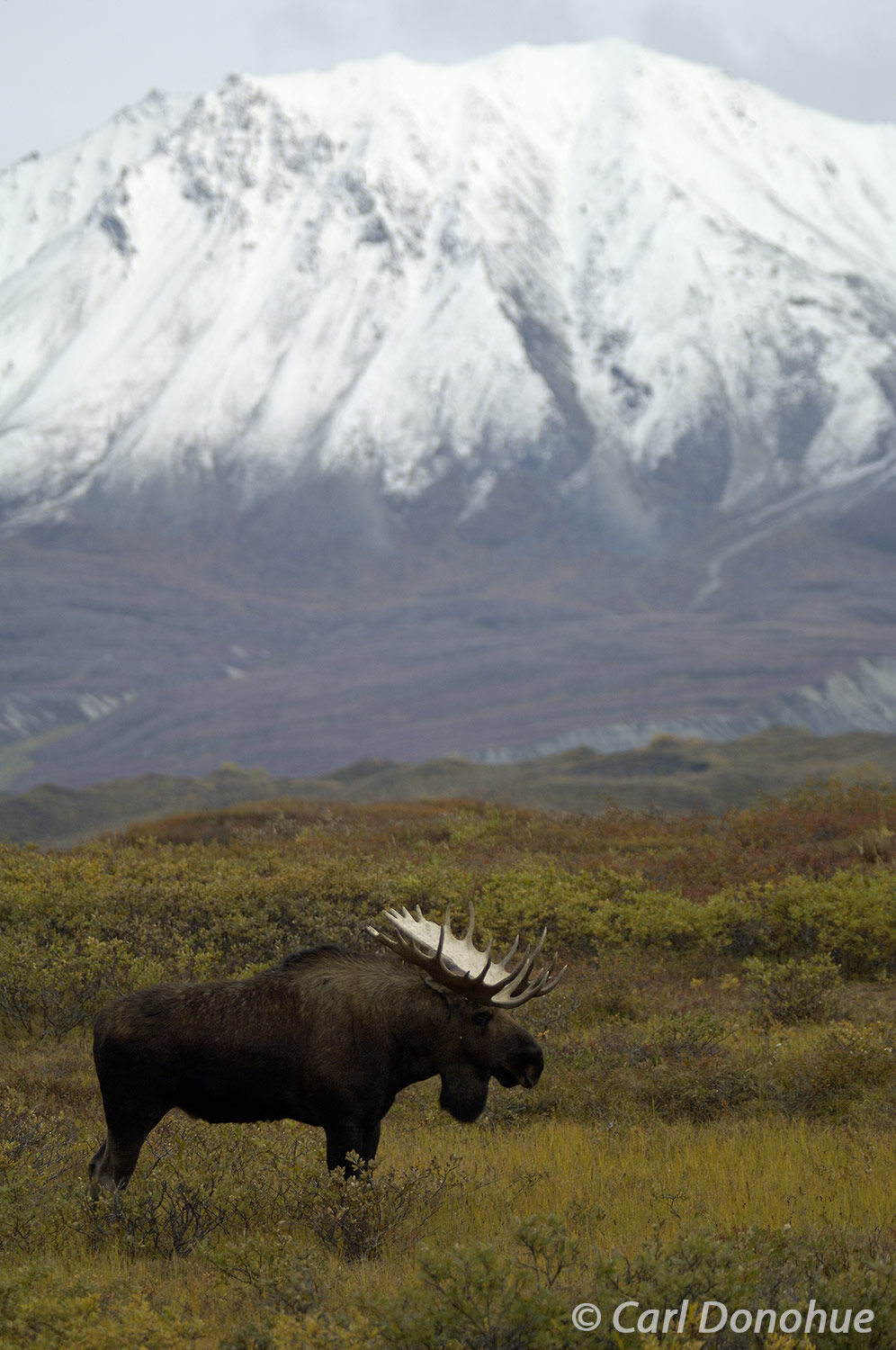 The bull moose stands strong and unyielding in the midst of the changing seasons in Denali National Park. The bull moose is a...