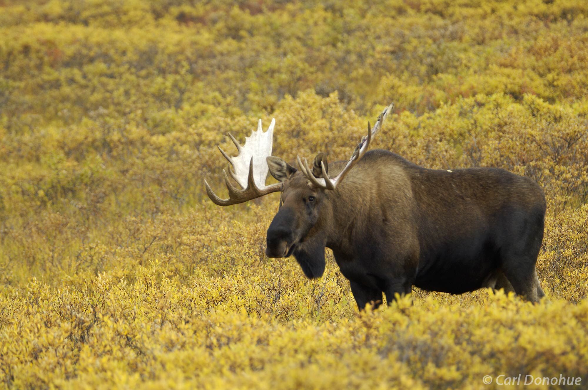 bull moose and fall colors of Denali National Park provide a stunning back