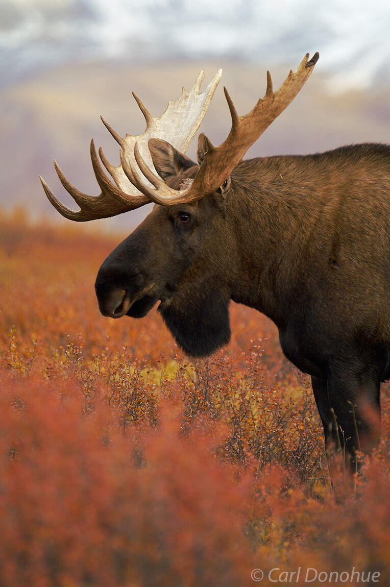Bull moose photo, Denali National Park, Alaska