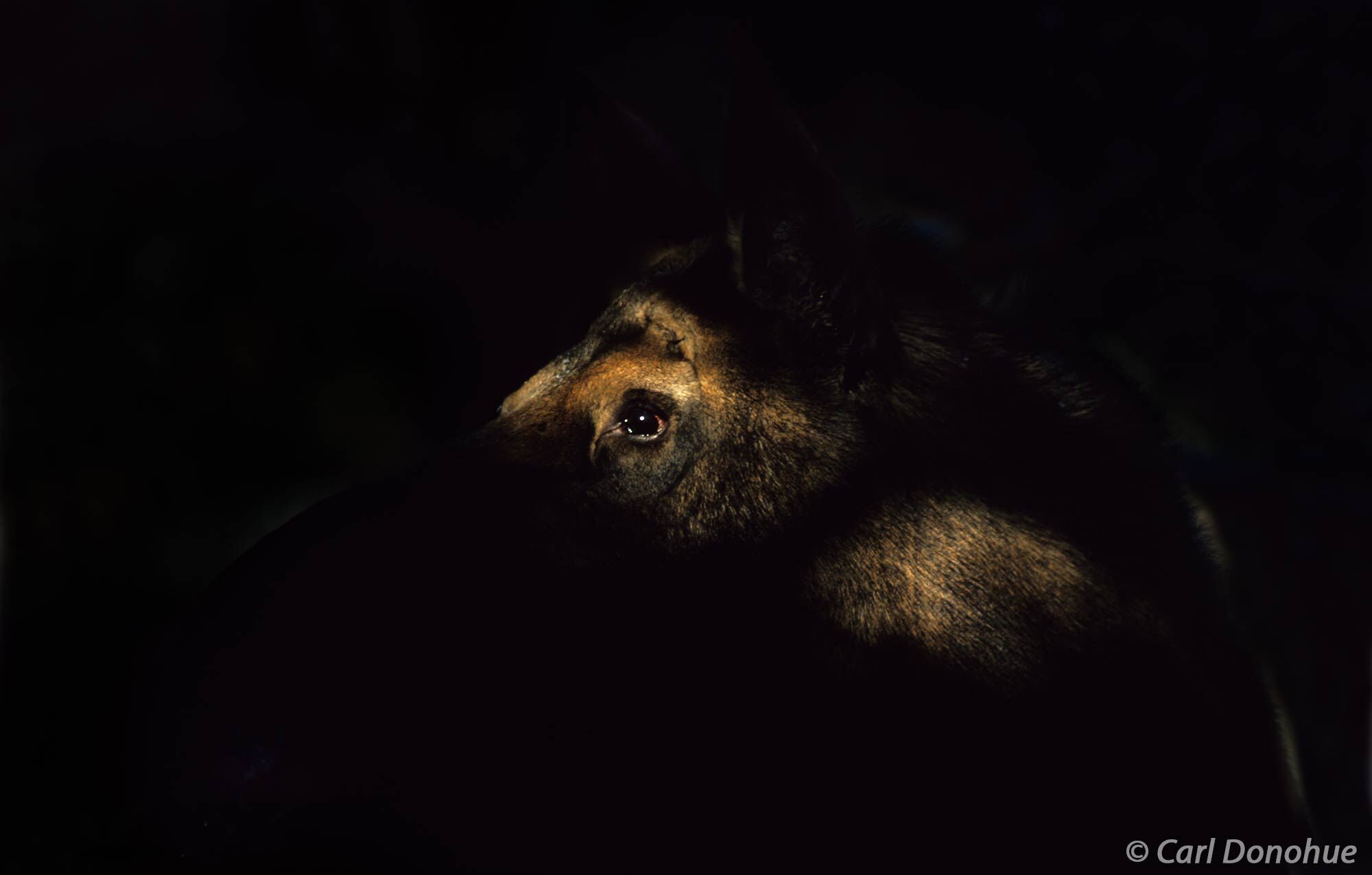 Cow Moose, standing alone in the forest, caught this ray of sunlight on her face. Jasper national Park, Alberta, Canada. Alces...