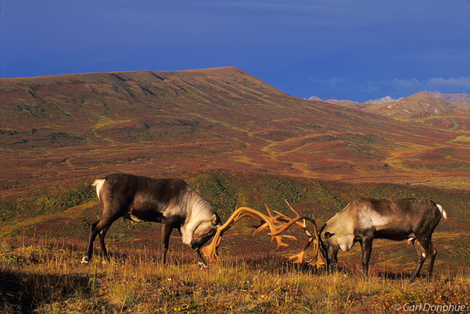 2 mature Caribou bulls spar on the open tundra of Denali National Park, Alaska.