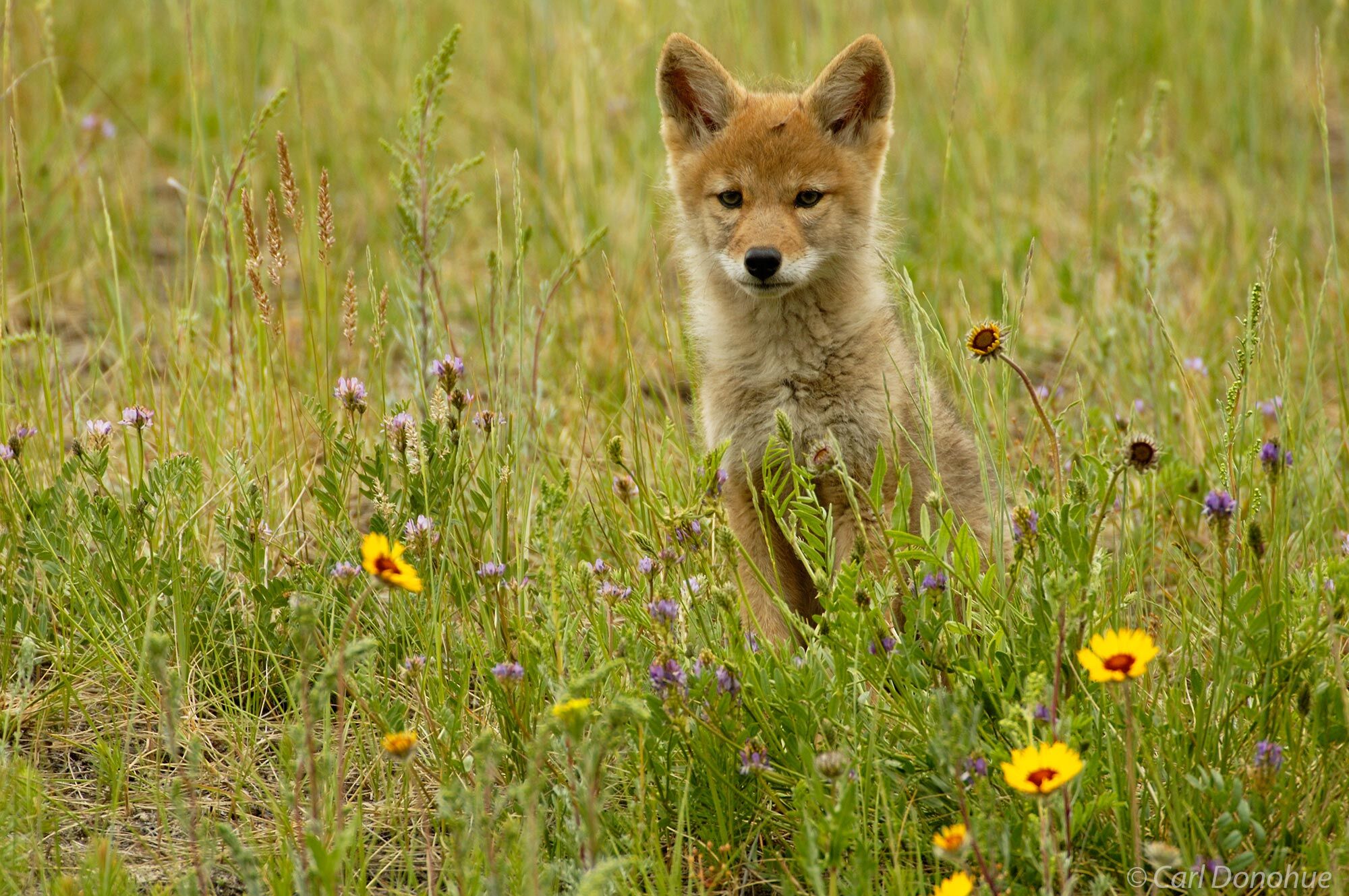 Coyote pup sitting beside yellow daisies, Jasper National Park, Canada.