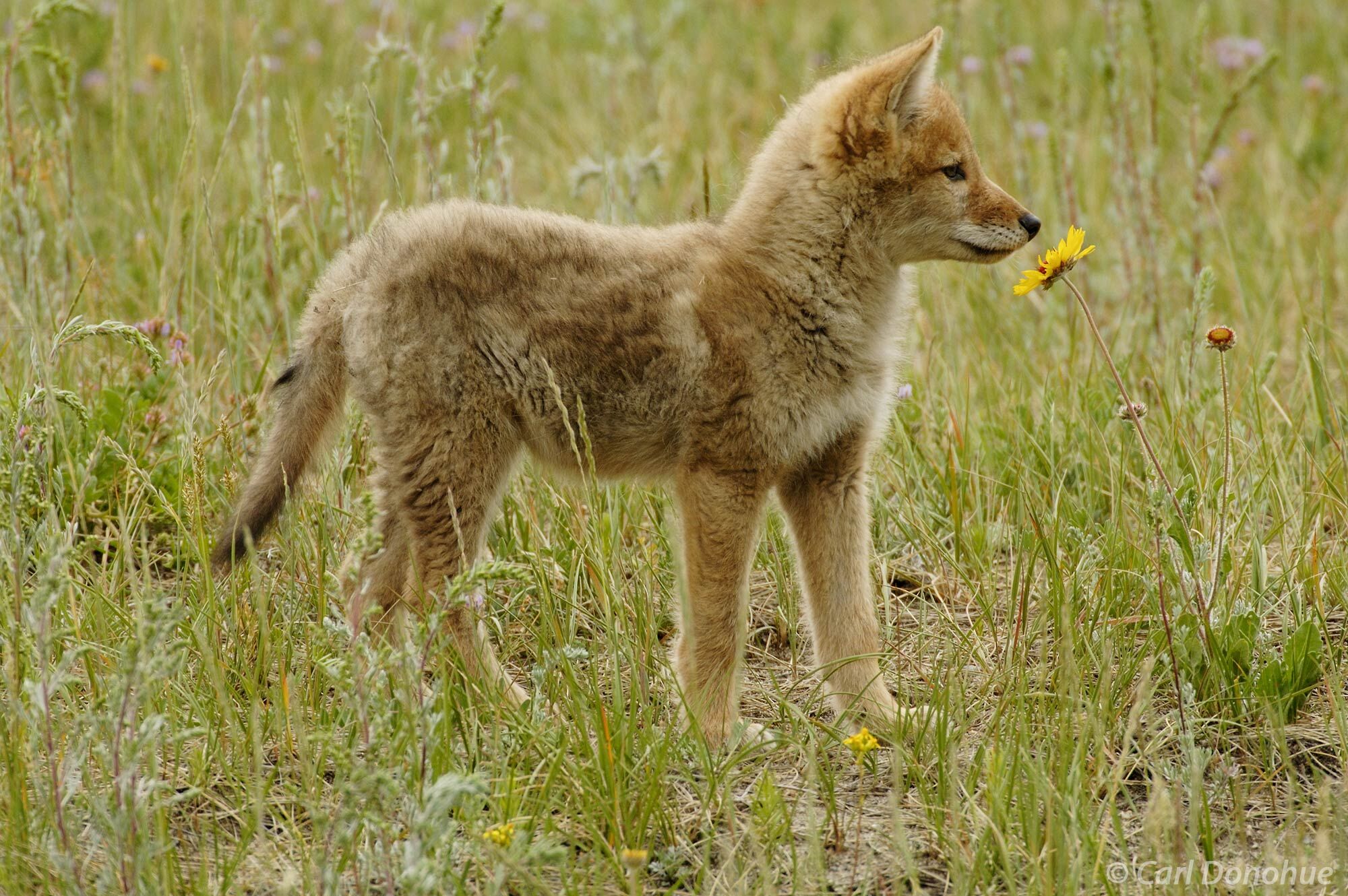 Coyote pup, yawning, beside yellow daisies, Jasper National Park, Canada.