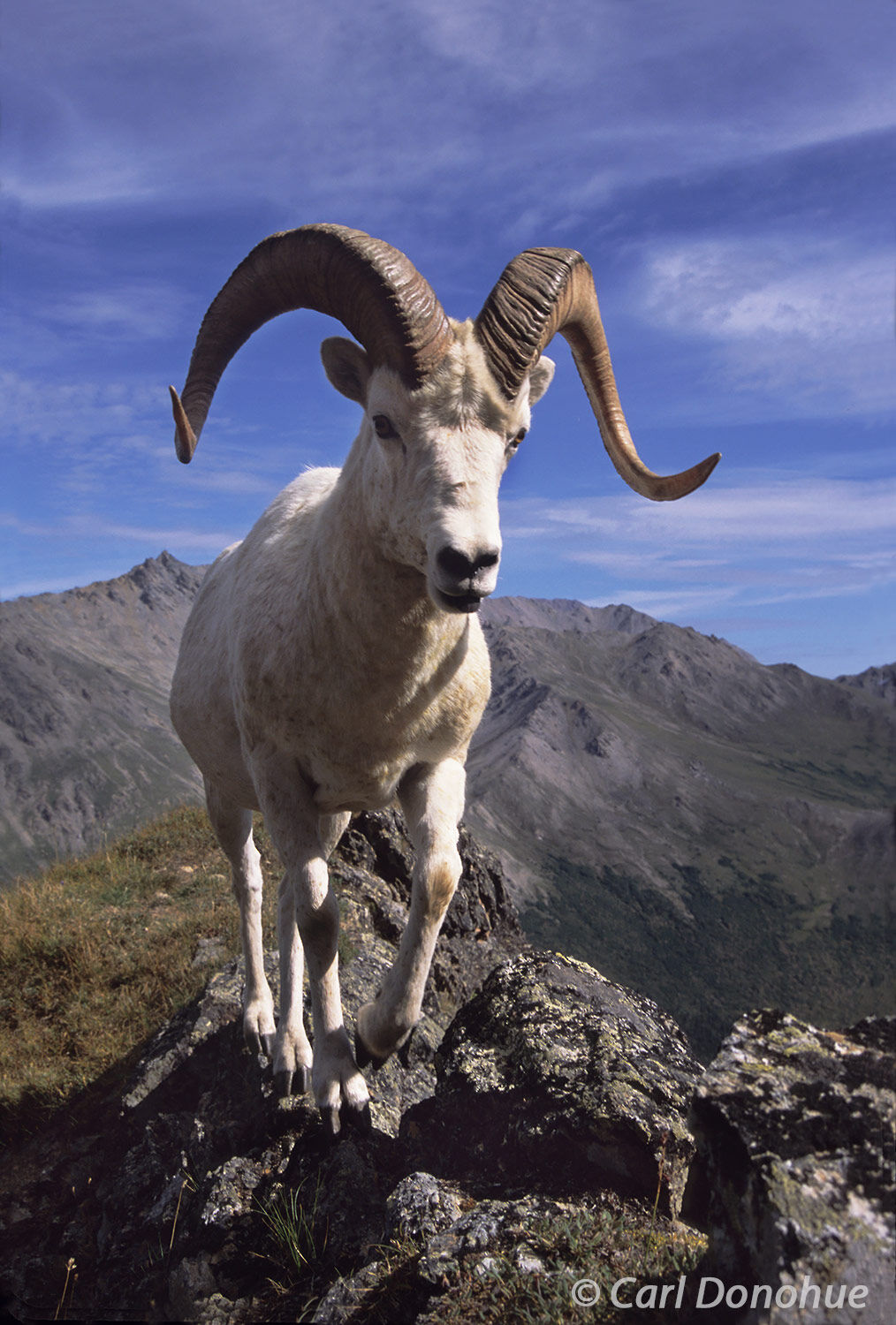 A mature Dall sheep ram walks a knife edge Crete or ridge in the Alaska Range, Denali National Park and Preserve, Alaska.