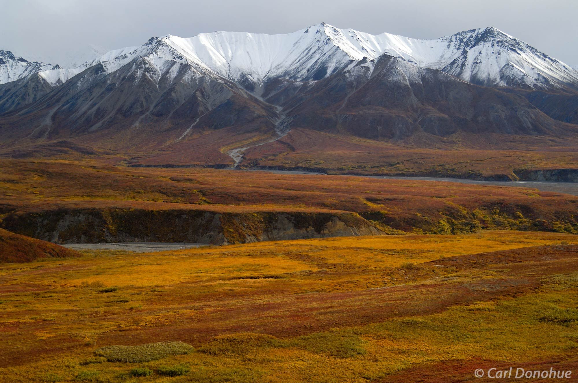 Fall colors on the tundra near Eielsen Visitor Center, Denali National Park and Preserve, Alaska. The river here is McKinley...