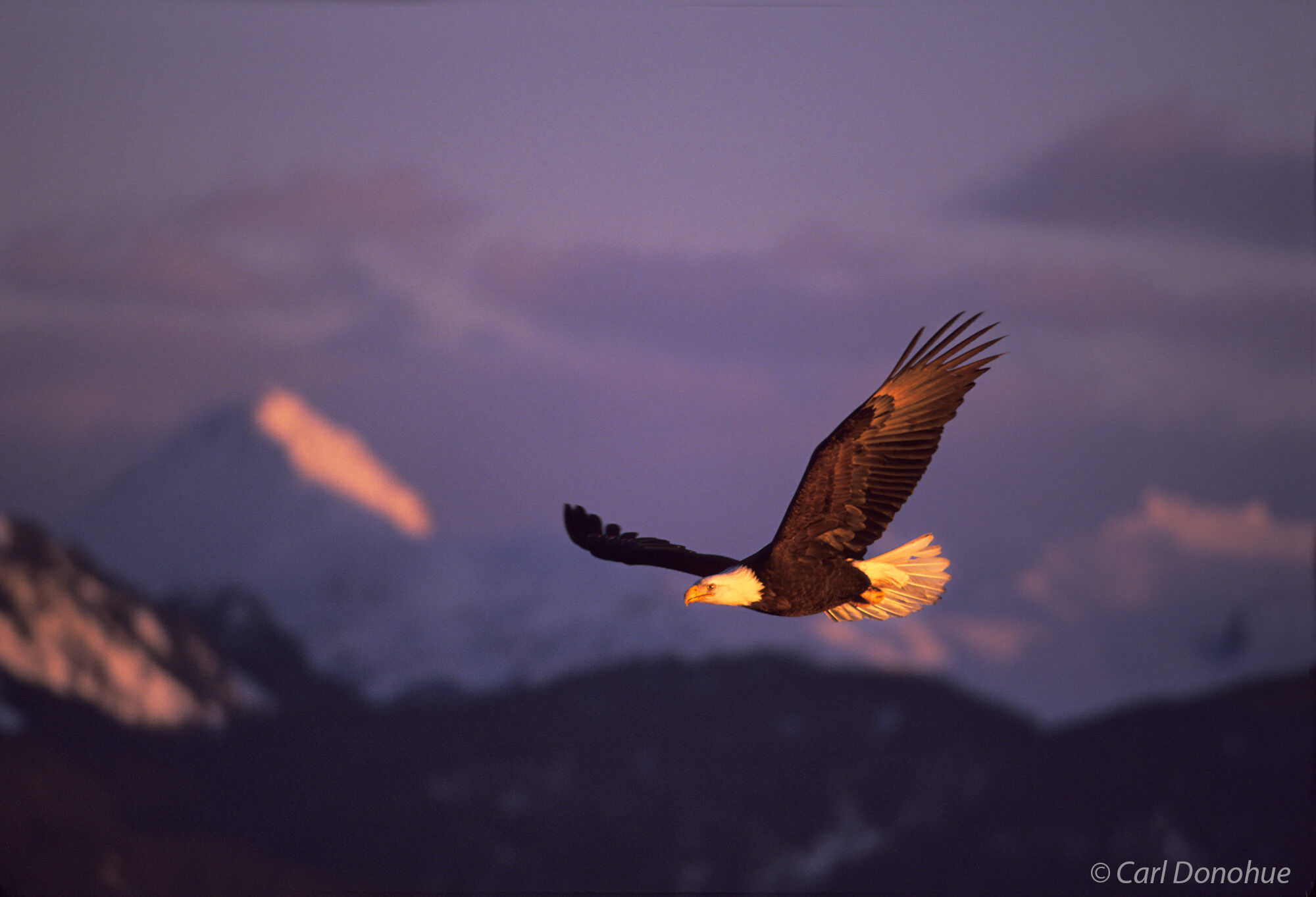 Last light of the day strikes the snow-capped mountain background and an adult bald eagle flies by near Kachemak Bay, in Homer Alaska.