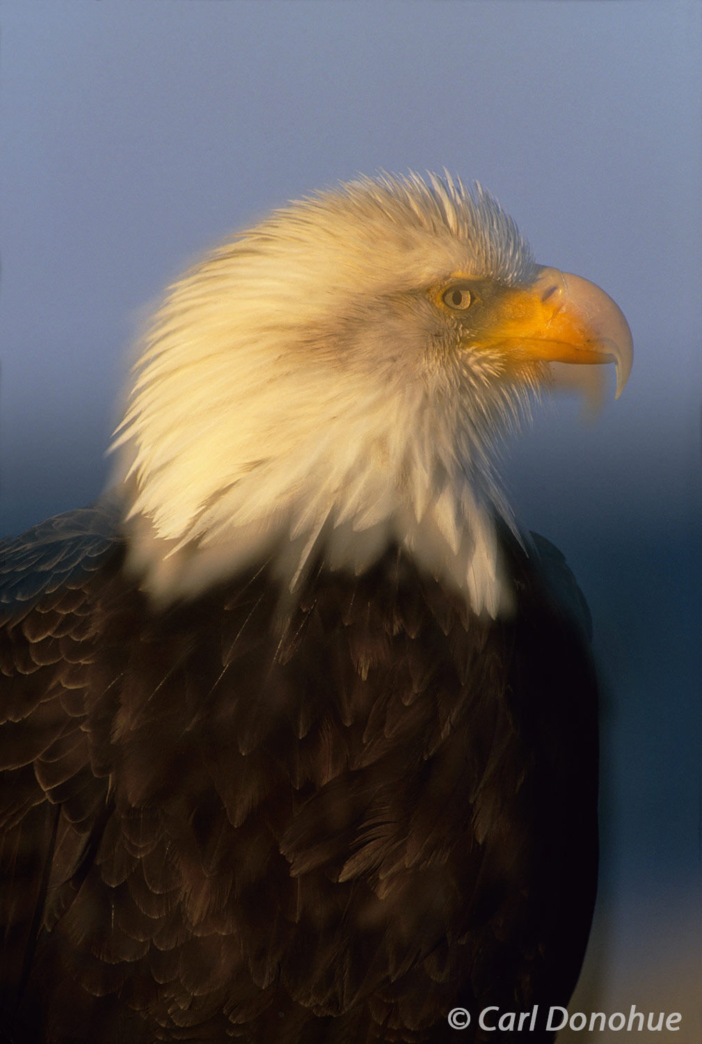 Artful double exposure of an adult bald eagle the national symbol for freedom, taken near Homer, Alaska.  The double exposure...