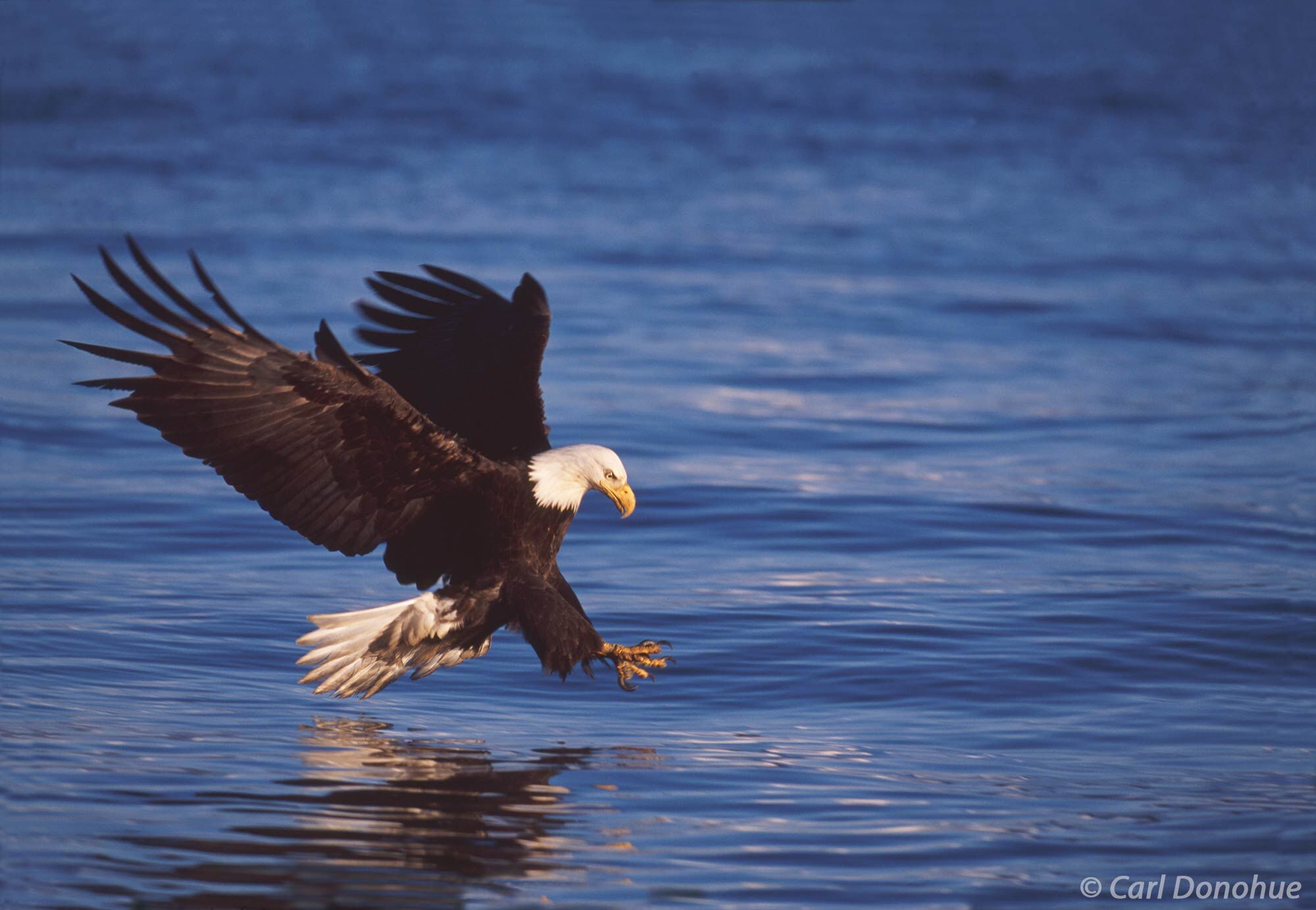 Bald Eagle, fishing in Kachemak Bay State Park, Homer, Alaska.  About to grab his next meal. With its keen eyesight and sharp...