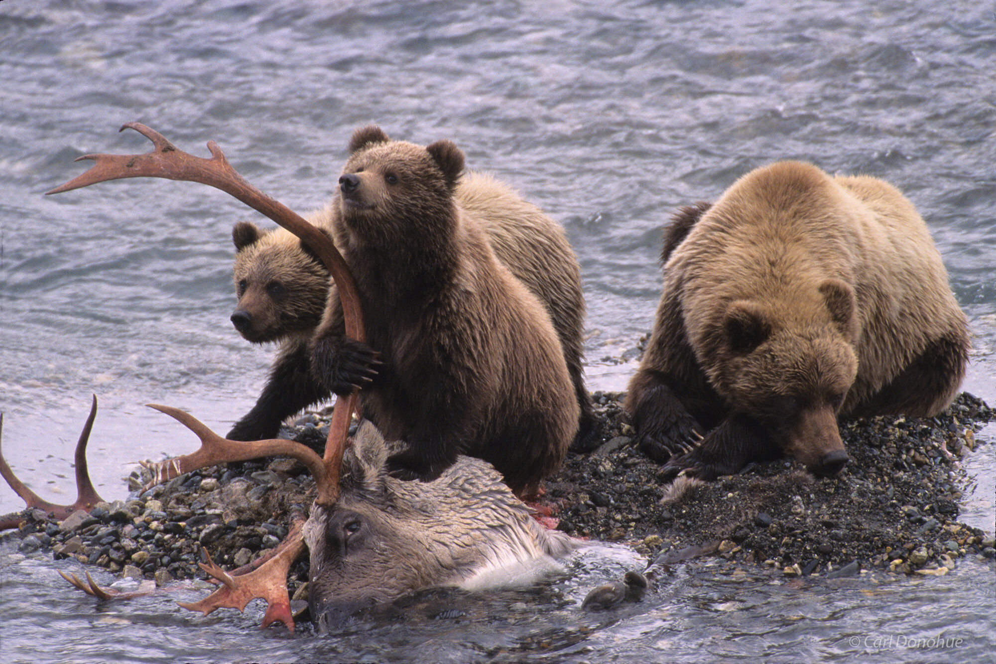 Grizzly bear cubs and their mother resting after eating on a wolf-killed caribou carcass. Cub crawling and climbing on caribou...