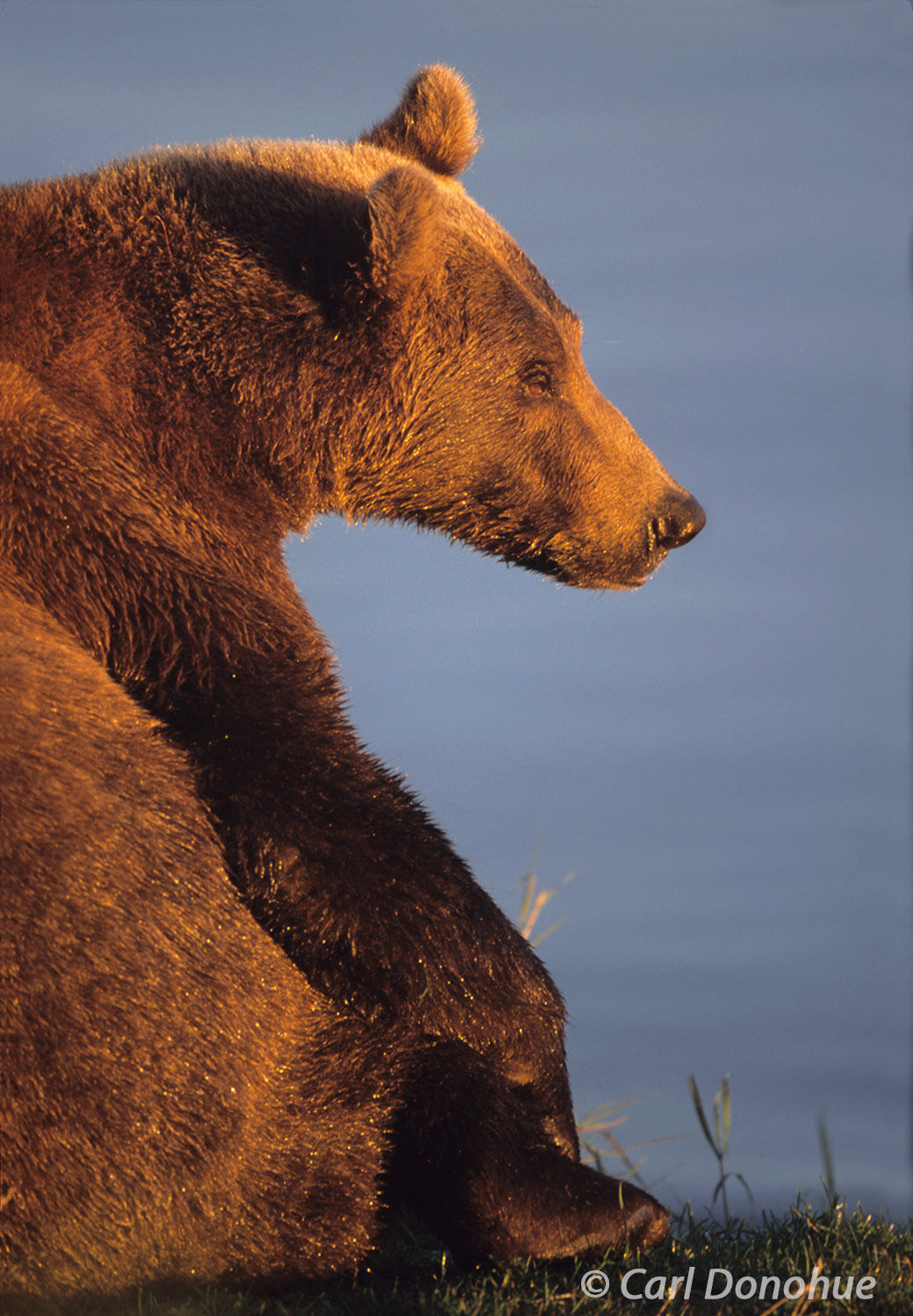 Grizzly Bear sitting by Naknek Lake in early morning light Katmai National Park, Alaska.  Ursus arctos.