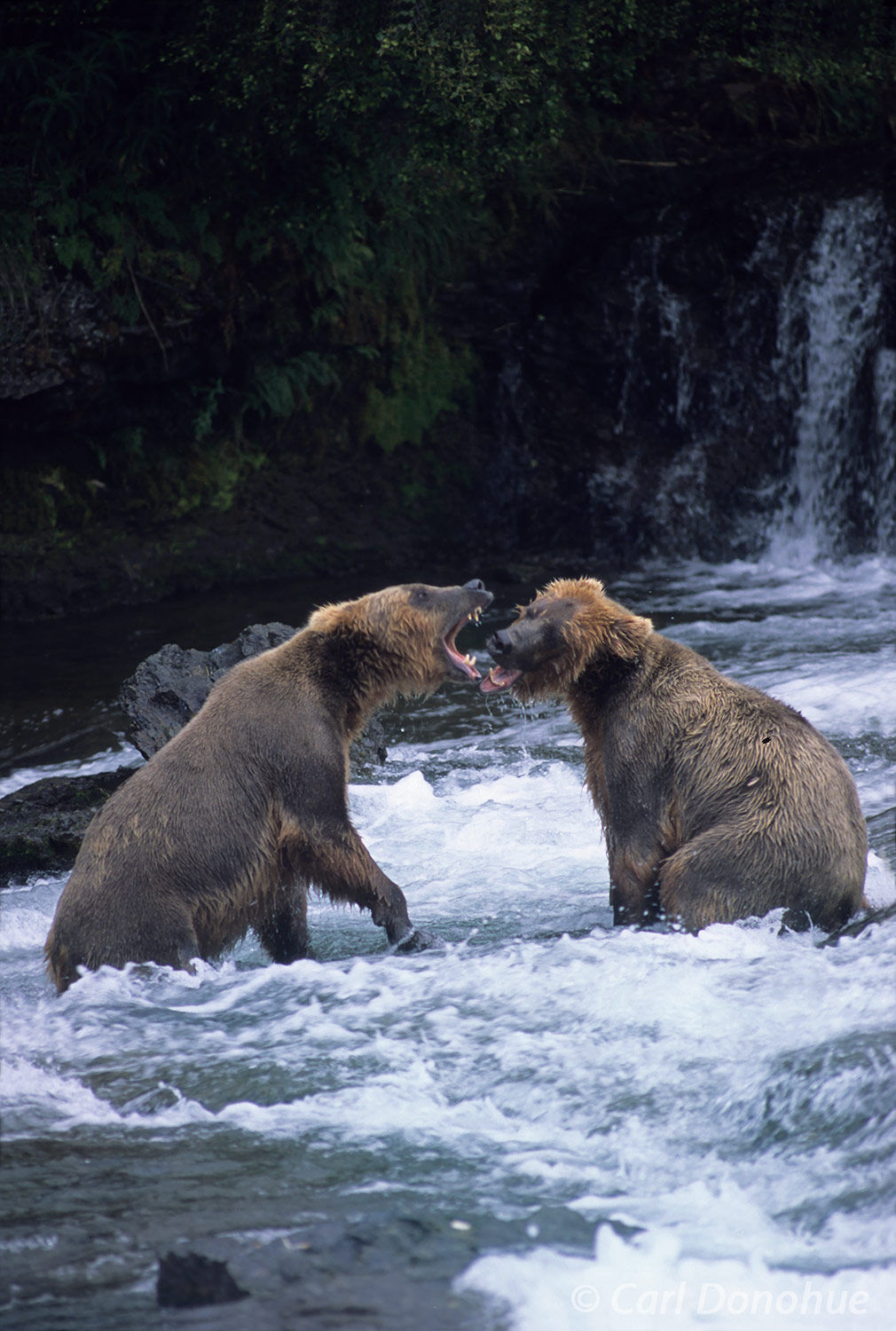 Two young grizzly bears fighting over a fish in Brooks River, near Brooks Falls, Katmai National Park and Preserve, Alaska. Ursus...