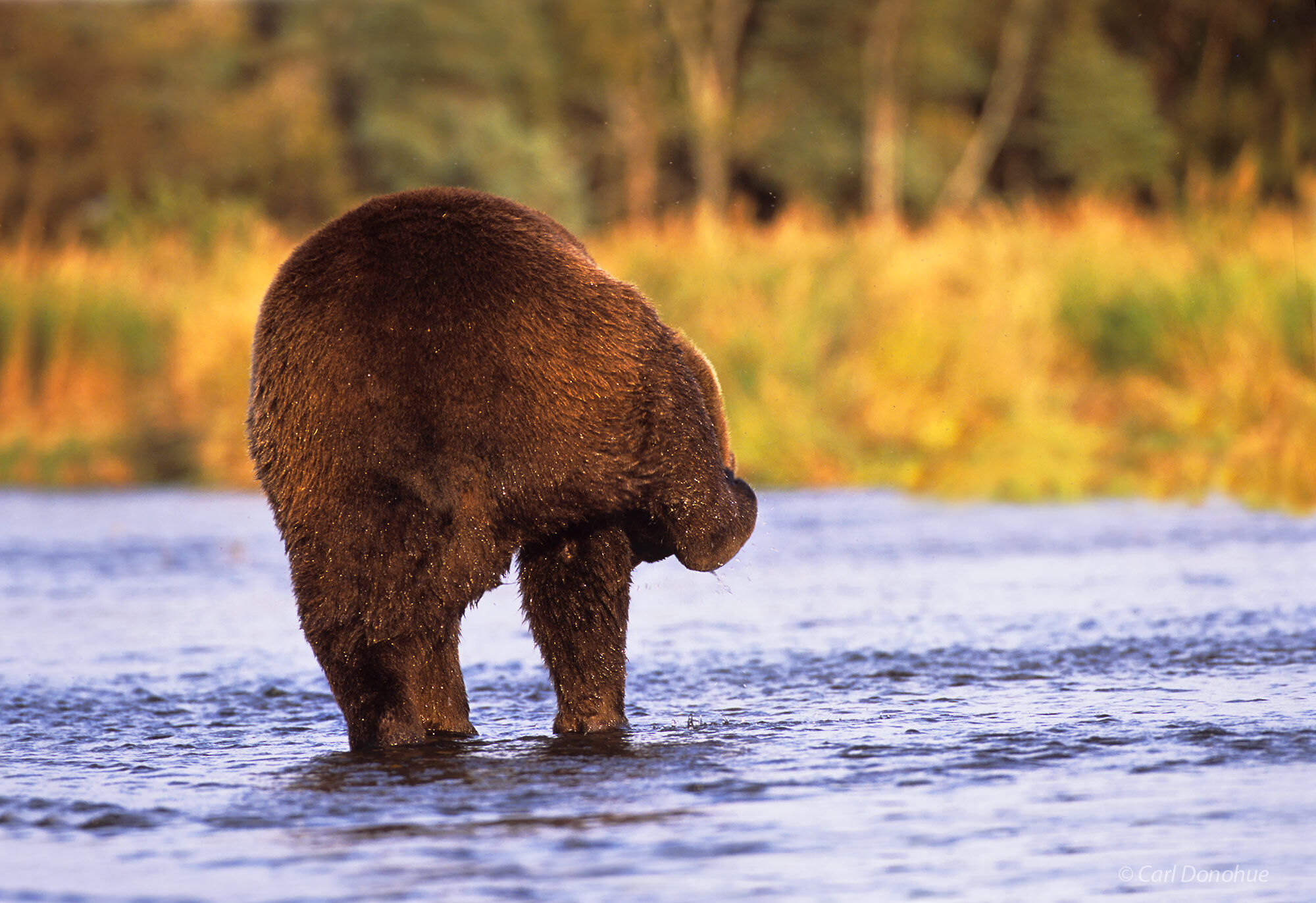 Grizzly Bear, scratching his ear, photo from behind, Katmai National Park, Alaska. Ursus arctos